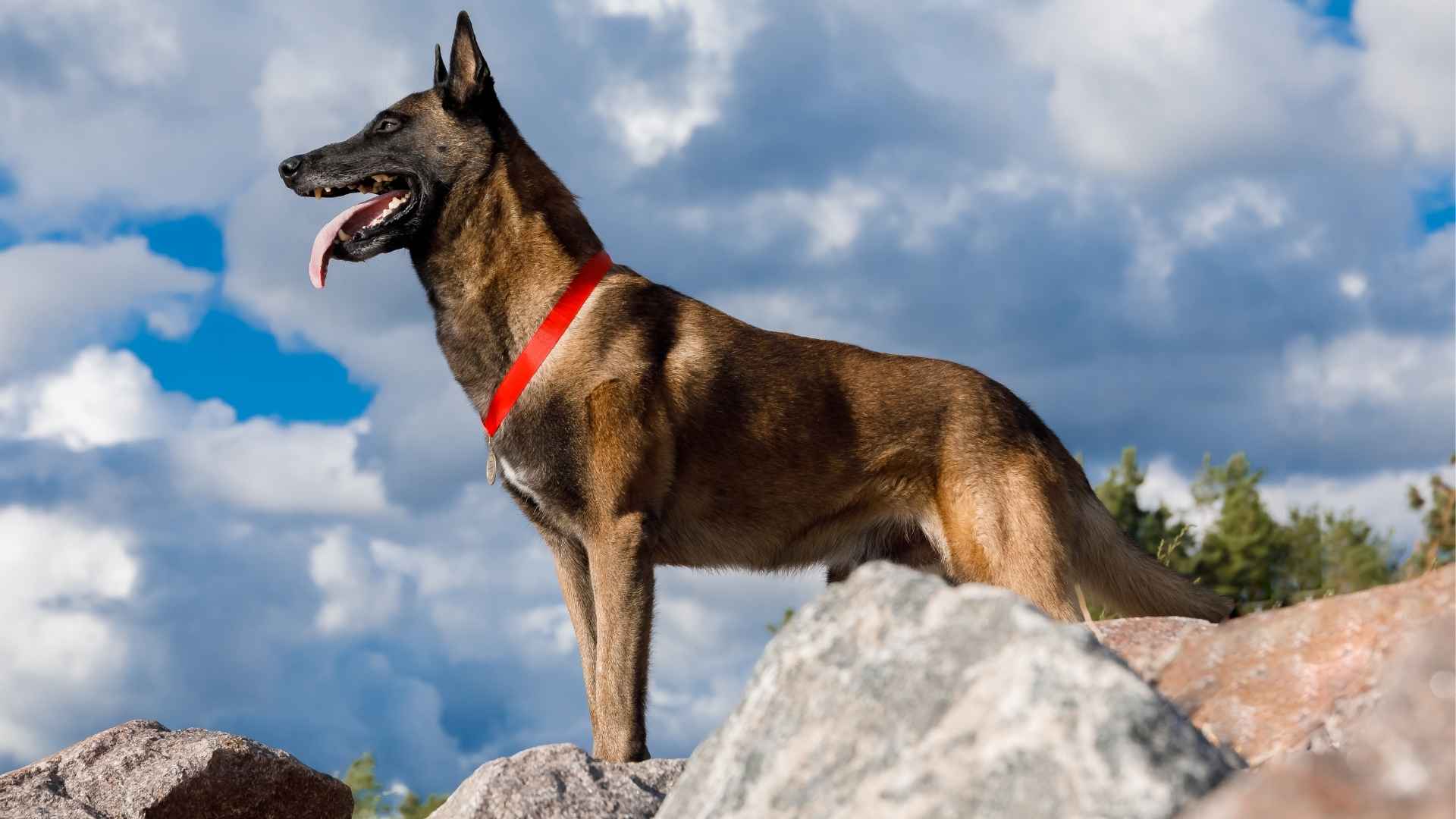 9 Courageous Dog Breeds That Face the World Head On With Confidence