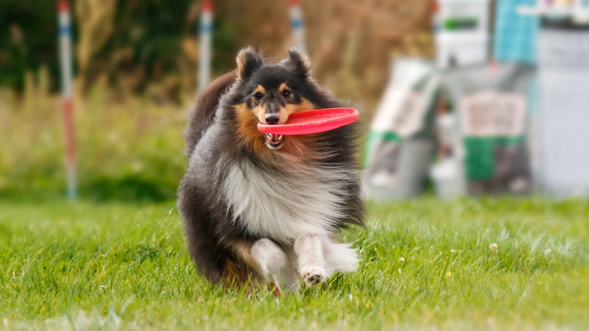 9 Dog Breeds Best At Learning Tricks — Smart, Sharp, and Obedient