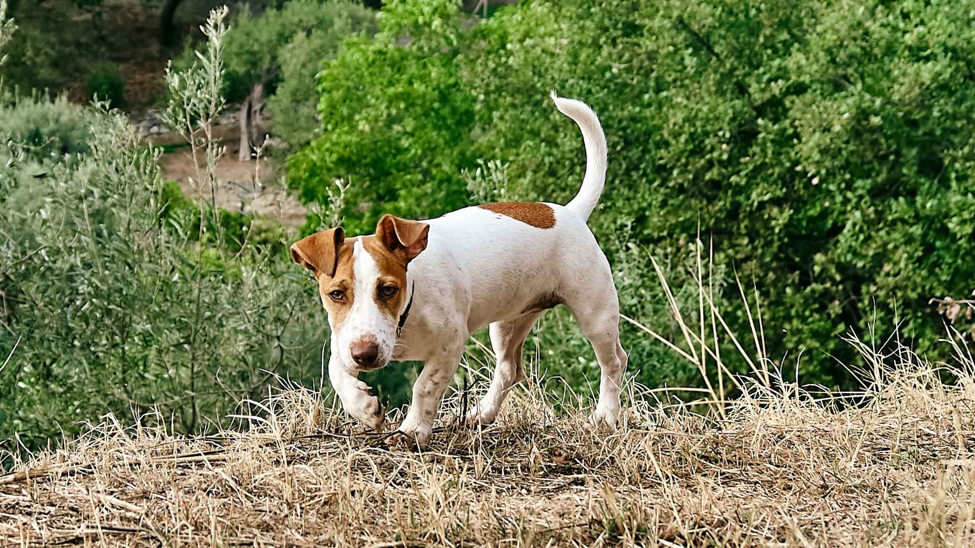 9 Dog Breeds For Hunting Rats & Mice: Natural Pest Controllers