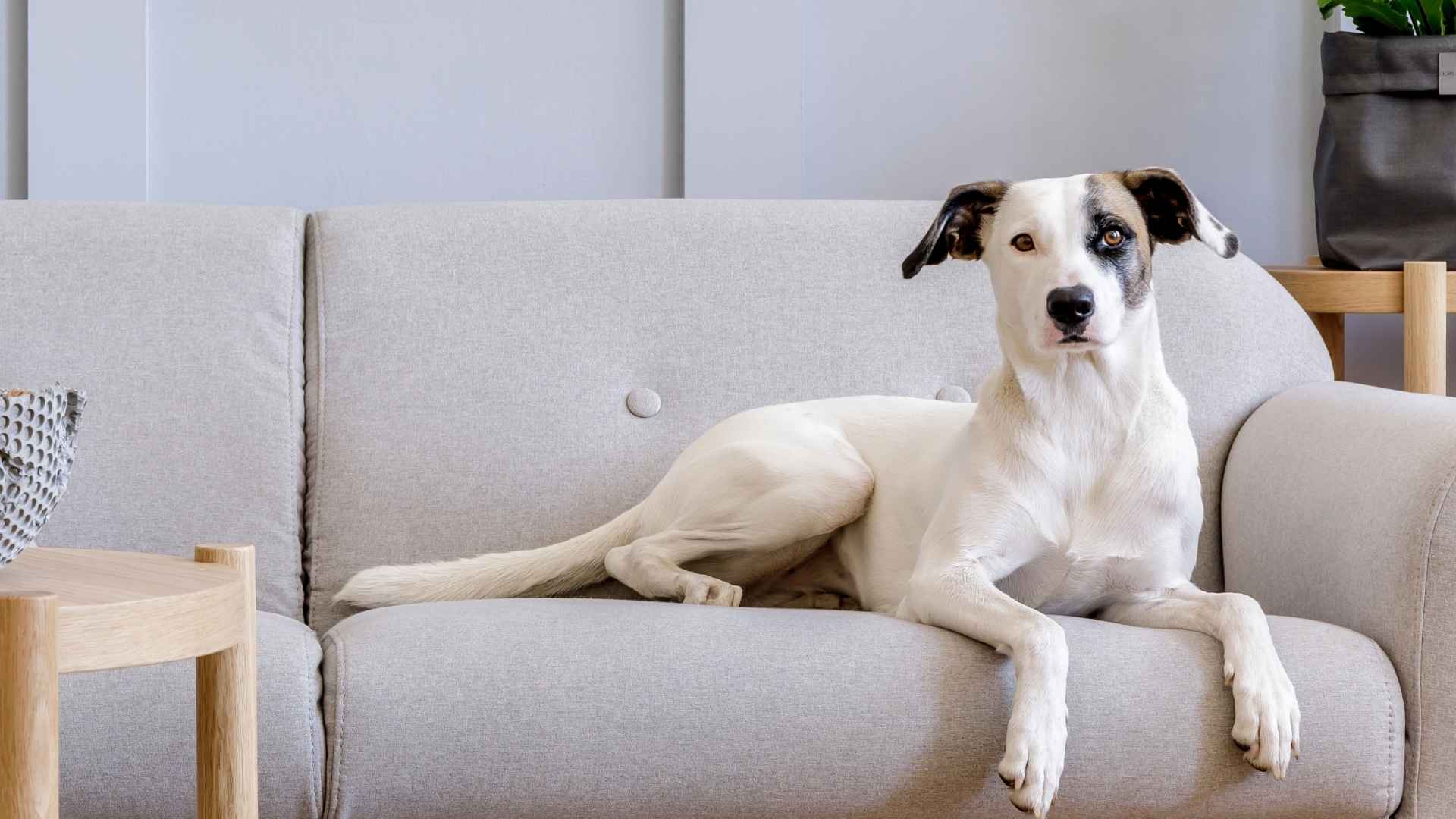 9 Dog Breeds For Minimalist Homes and Modern Lifestyle