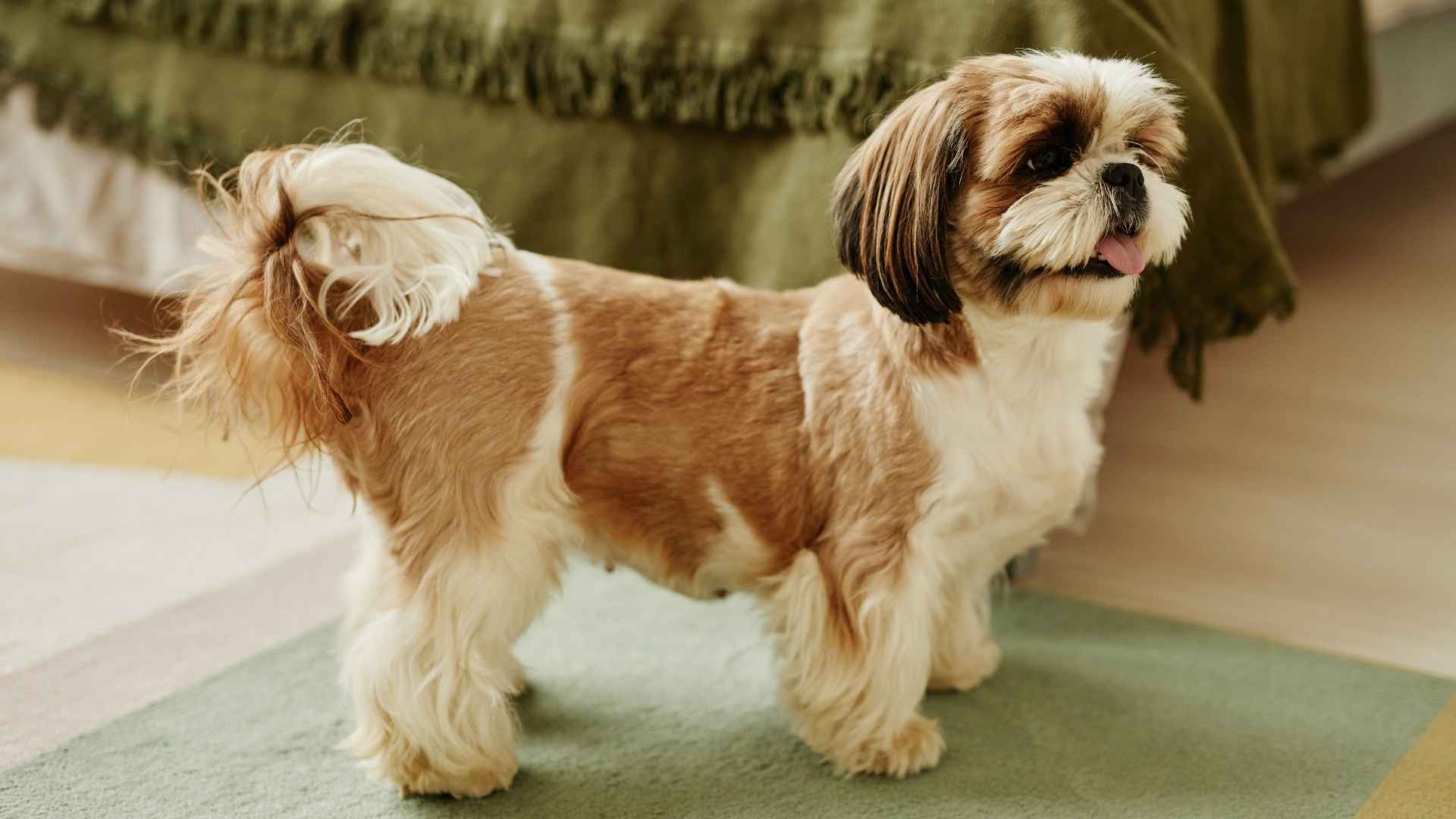 9 Dog Breeds For Small Condos That Fit Perfectly Well
