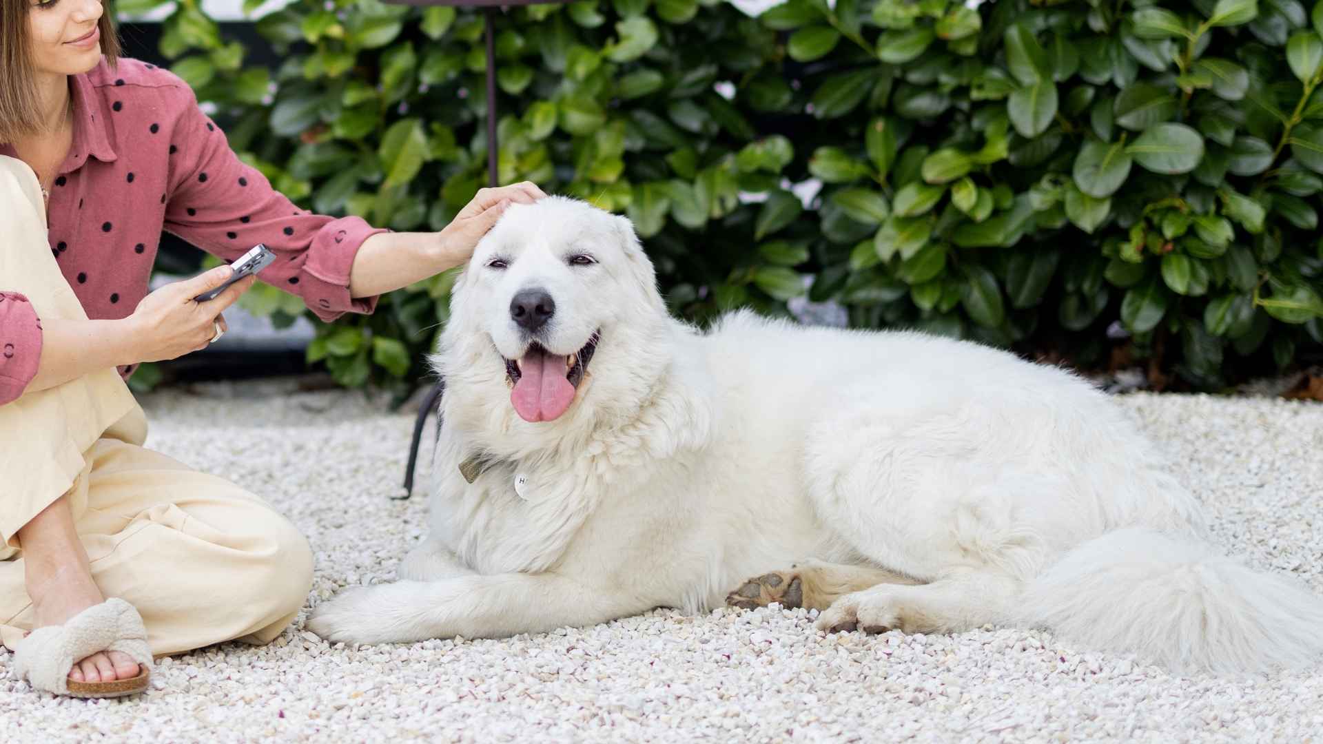 9 Dog Breeds Known For Extreme Loyalty and Unmatched Devotion