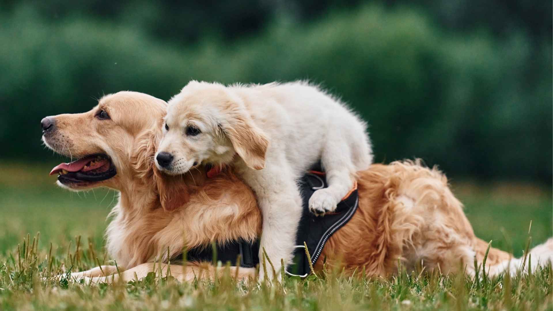 9 Dog Breeds Known for Their Intelligent Puppies
