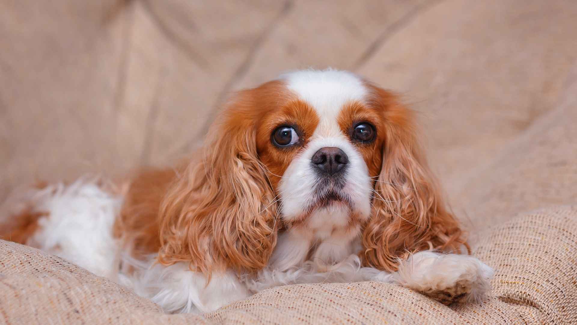 9 Dog Breeds Okay With Long Indoor Hours That Can Cope Well