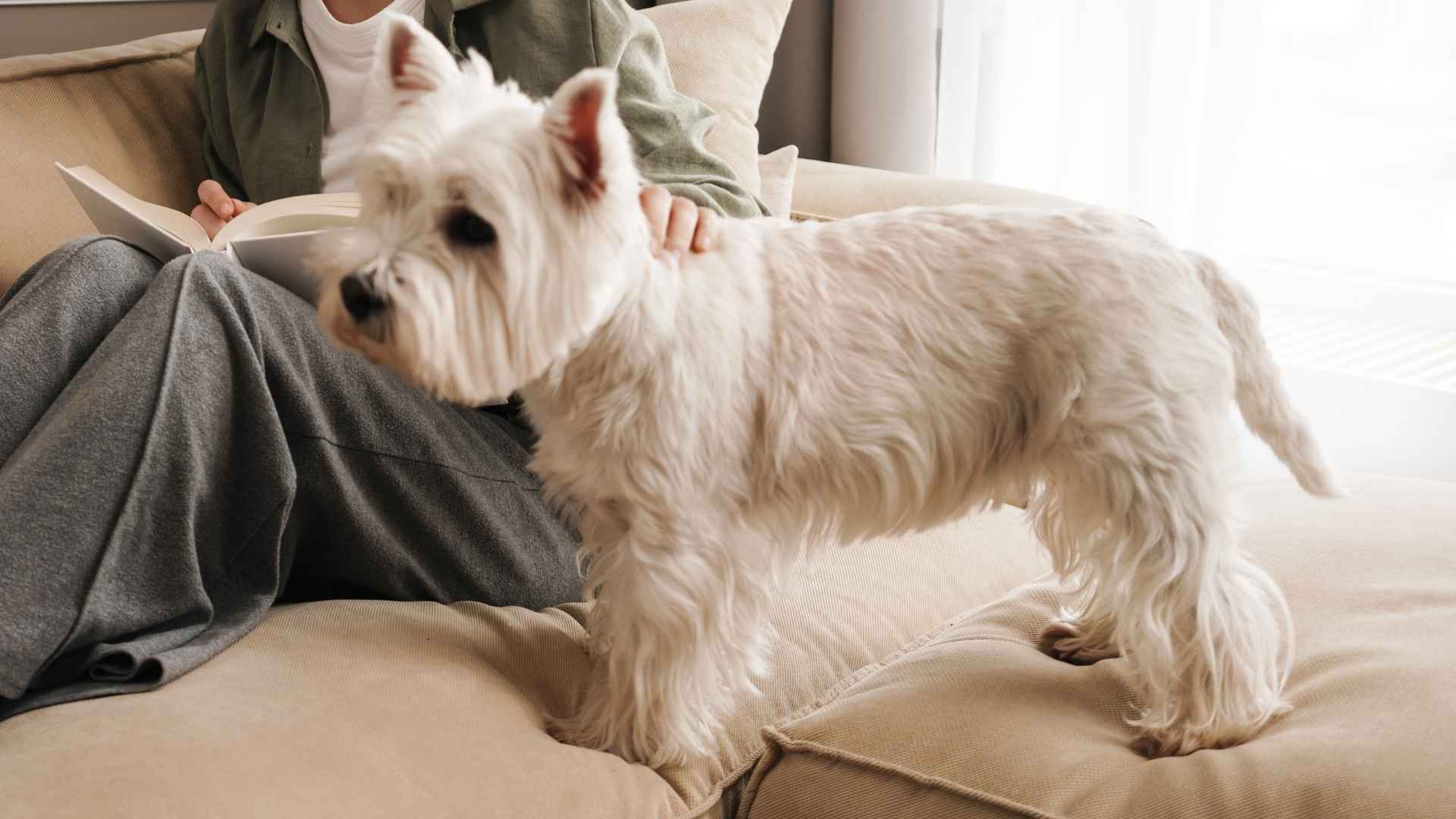 9 Dog Breeds Perfect For Routine Lovers Who Want Peace Over Drama