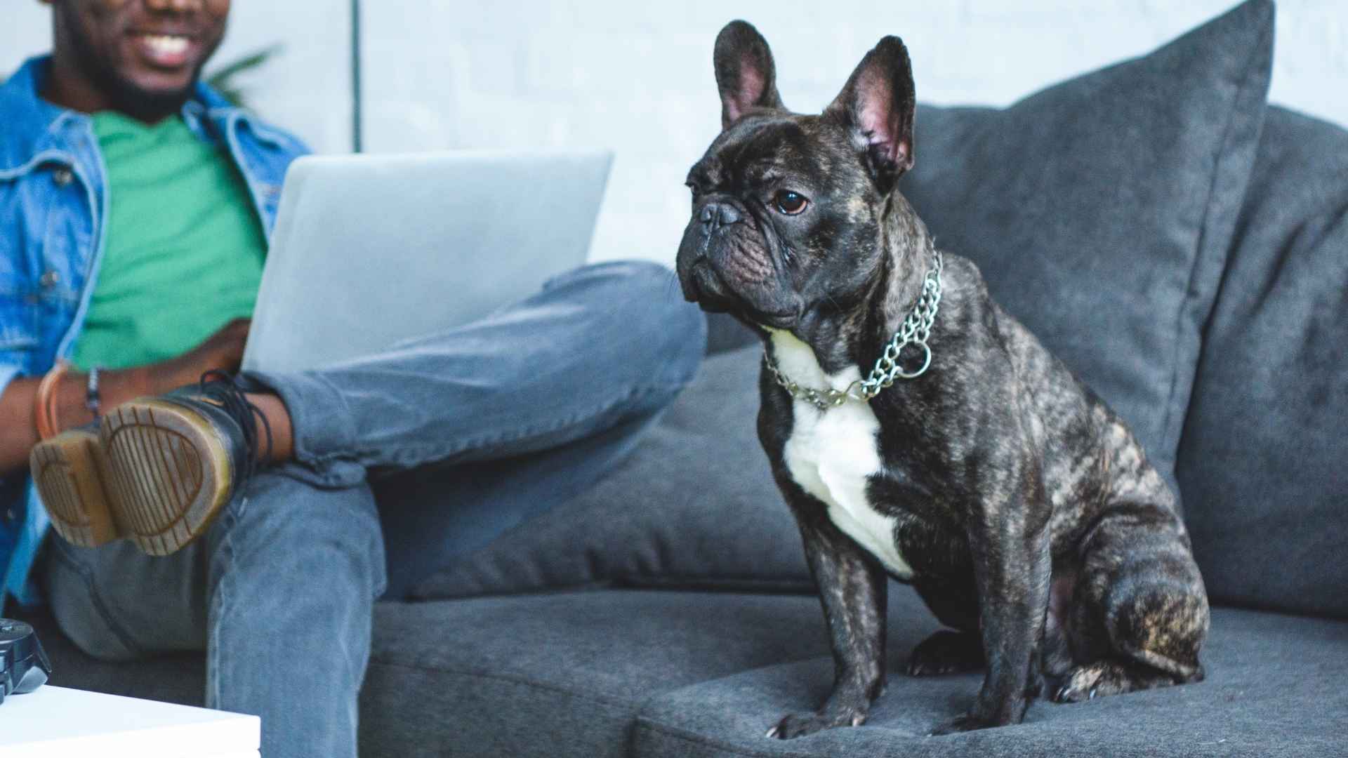 9 Dog Breeds Perfect For Solo Apartment Dwellers: The Ideal Mates