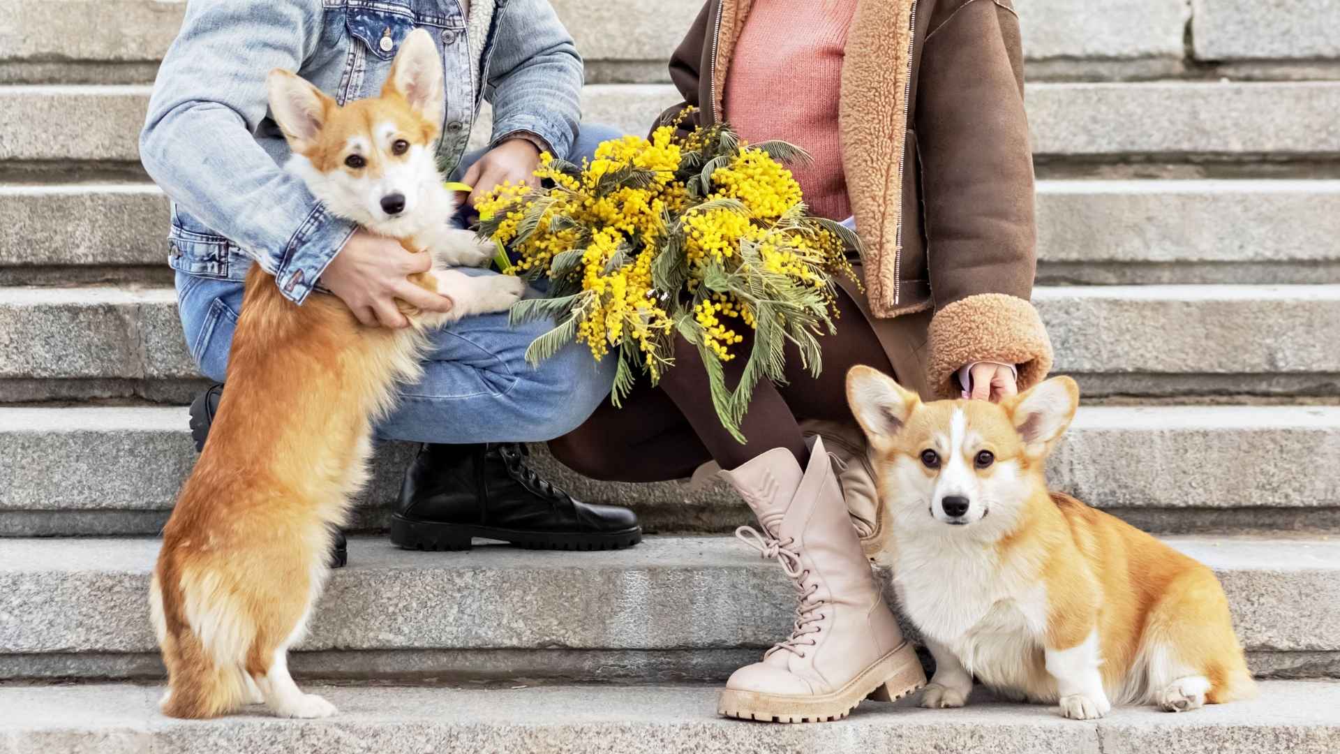 9 Dog Breeds Perfect for Young Couples Starting Their Journey