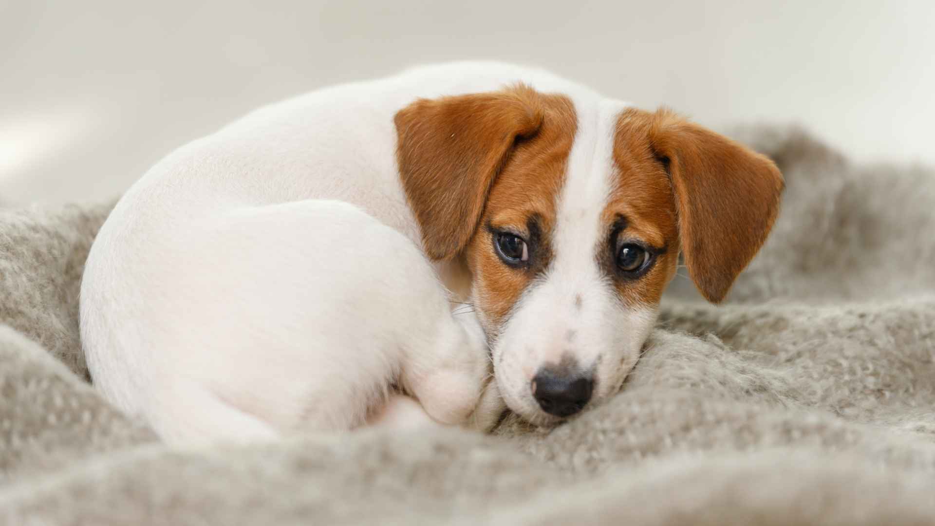 9 Dog Breeds Prone to Anxiety That Need a Little Extra Comfort
