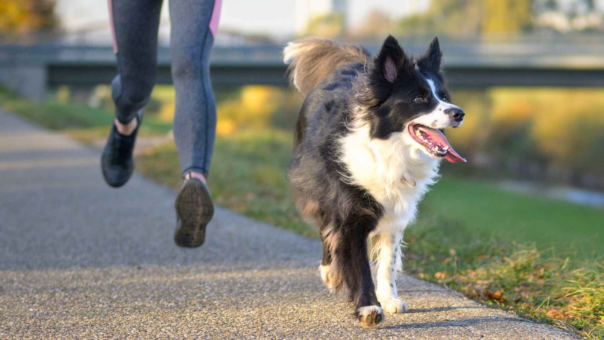 9 Dog Breeds Suitable For Running Companions and Active Lifestyles