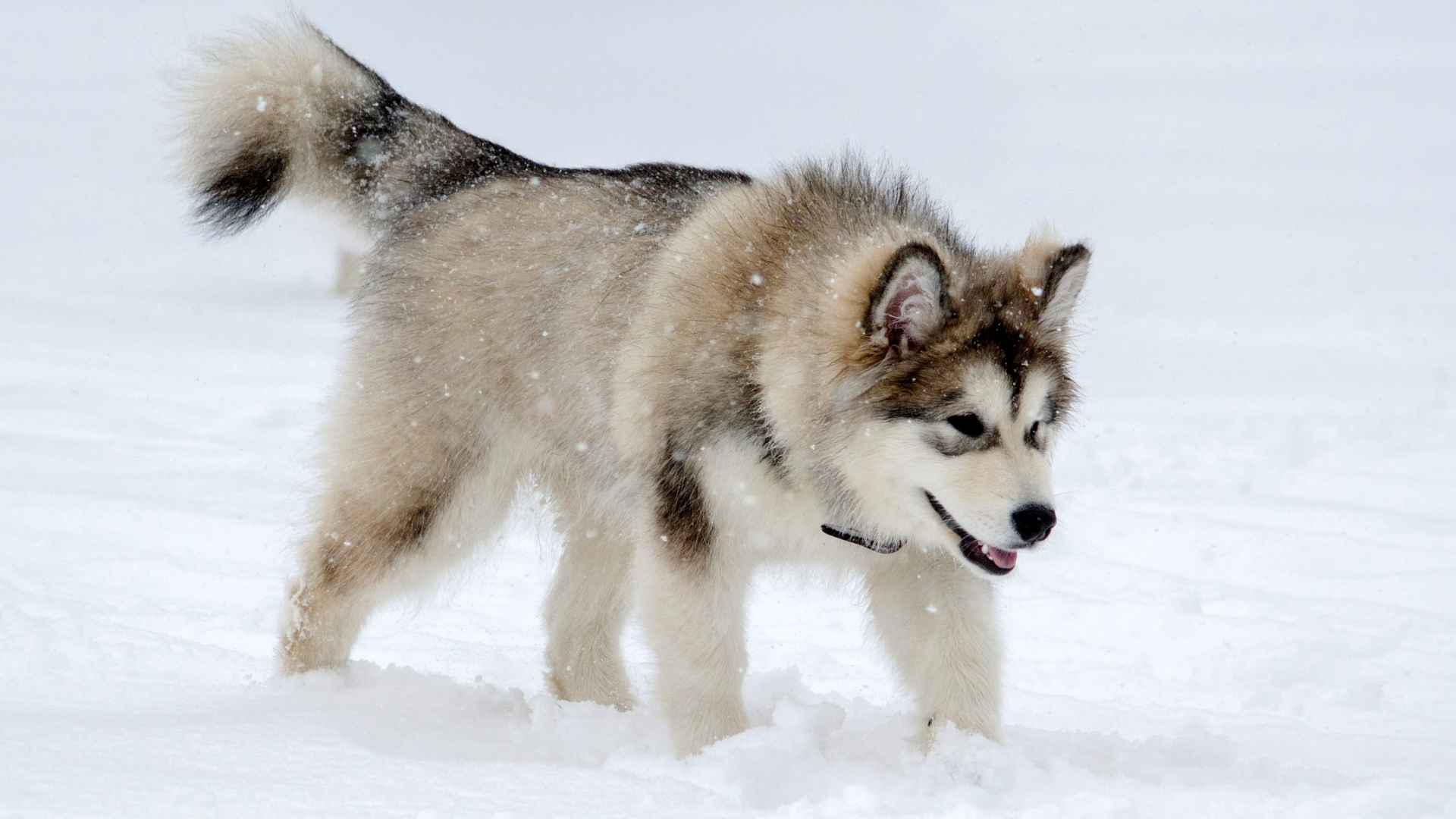 9 Dog Breeds Suited For Cold Climates: Fluff & Tough