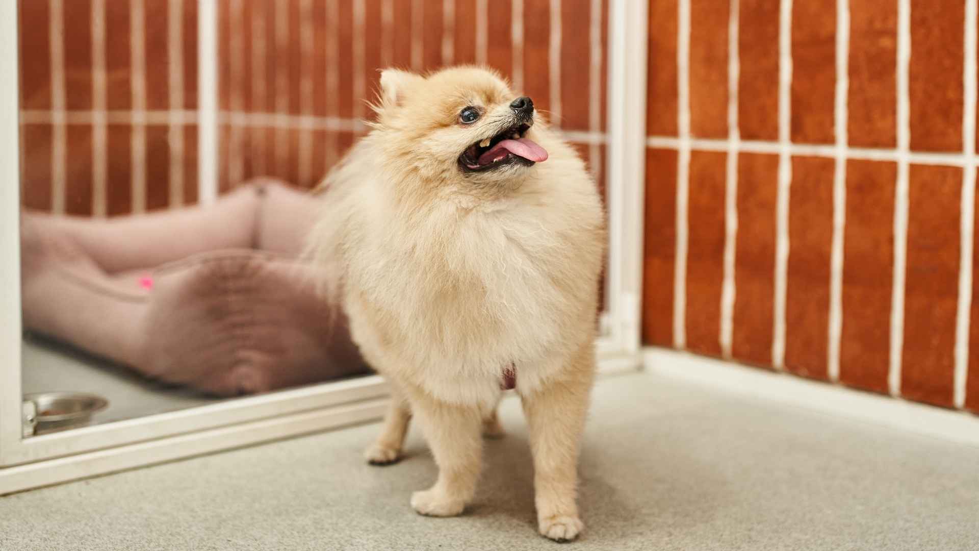 9 Dog Breeds That Act Funny and Stay Goofy for Life