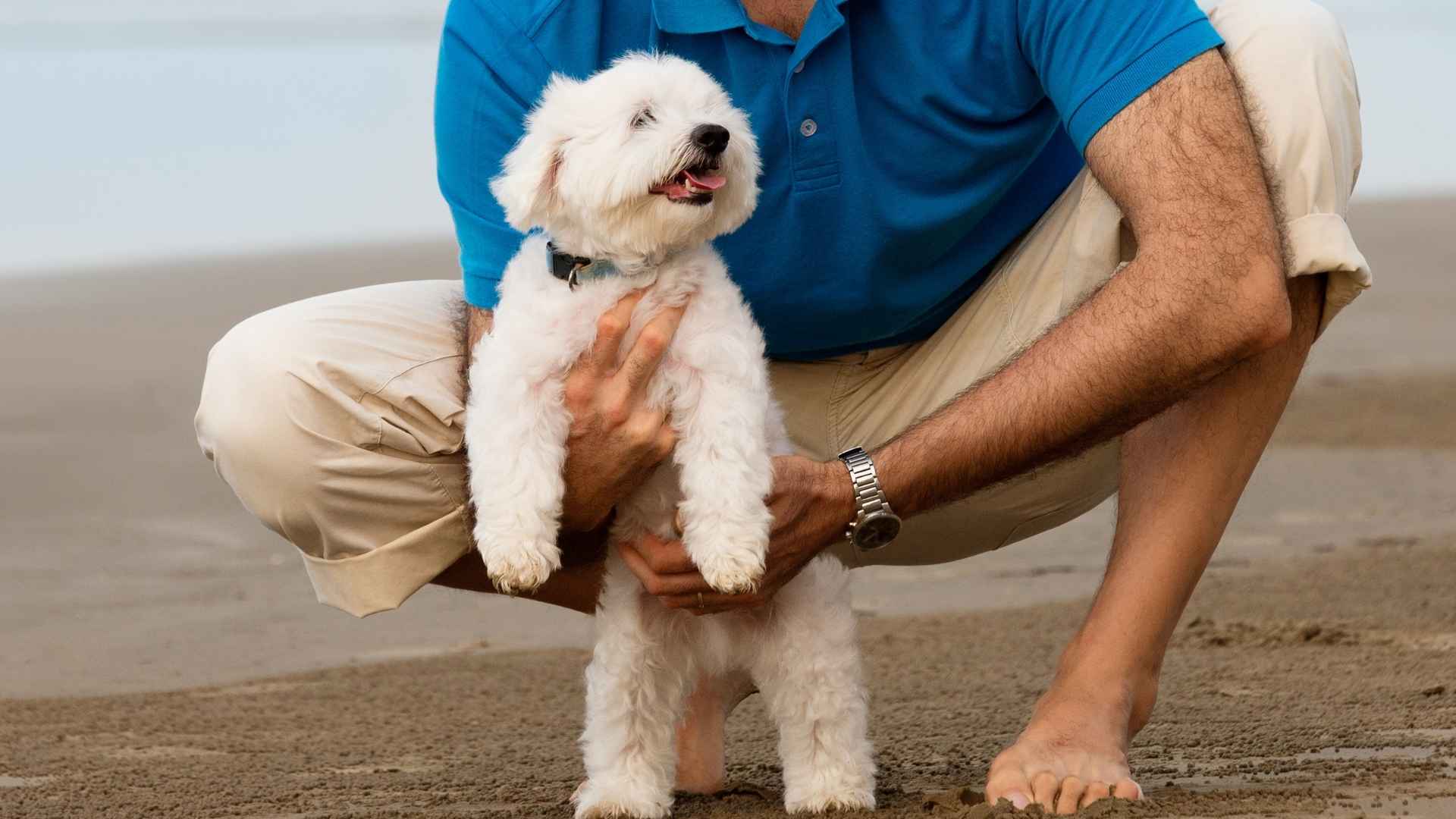 9 Dog Breeds That Are Basically Velcro In Fur Form
