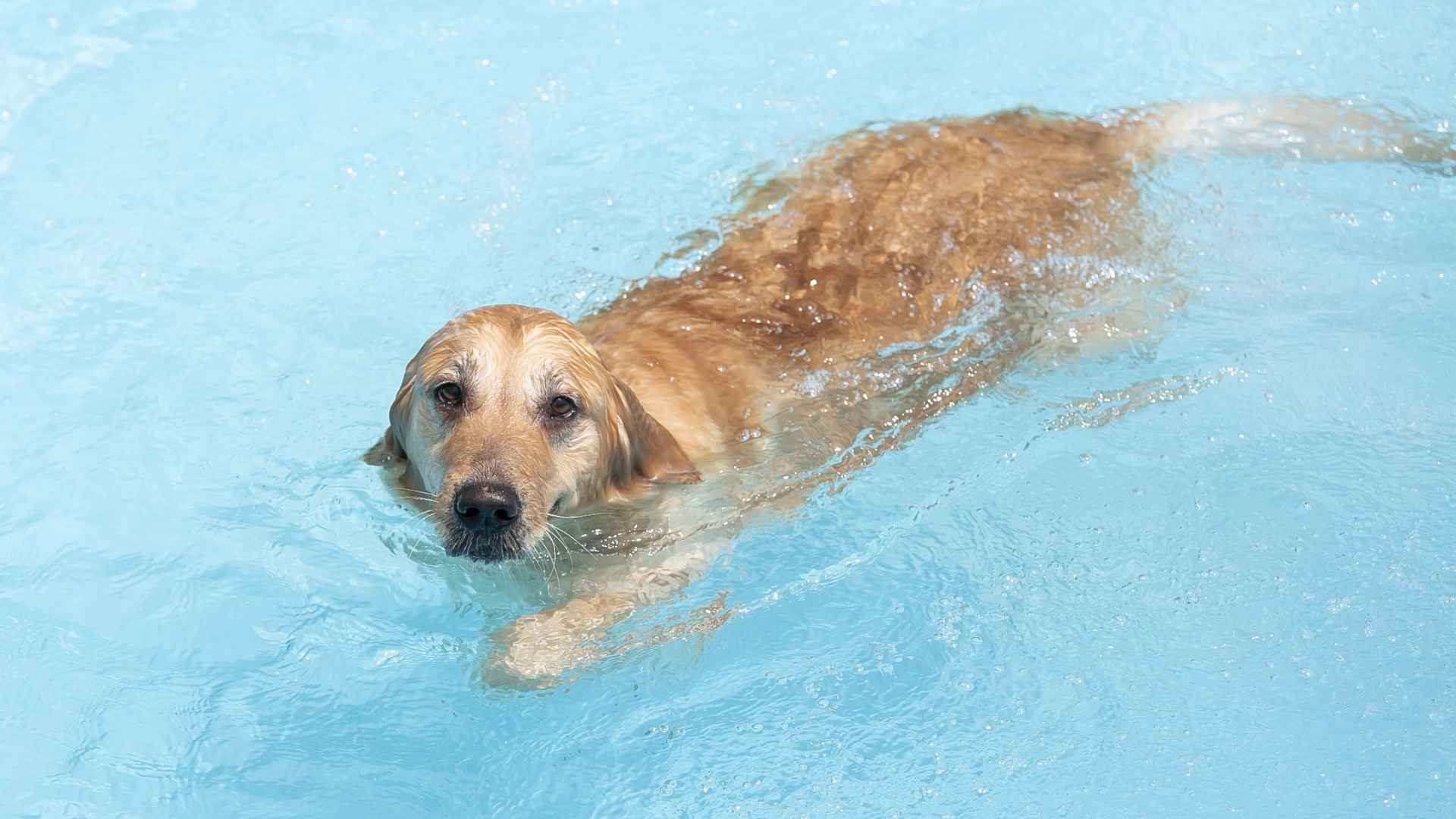 9 Dog Breeds That Are Born Swimmers and Love Aquatic Fun