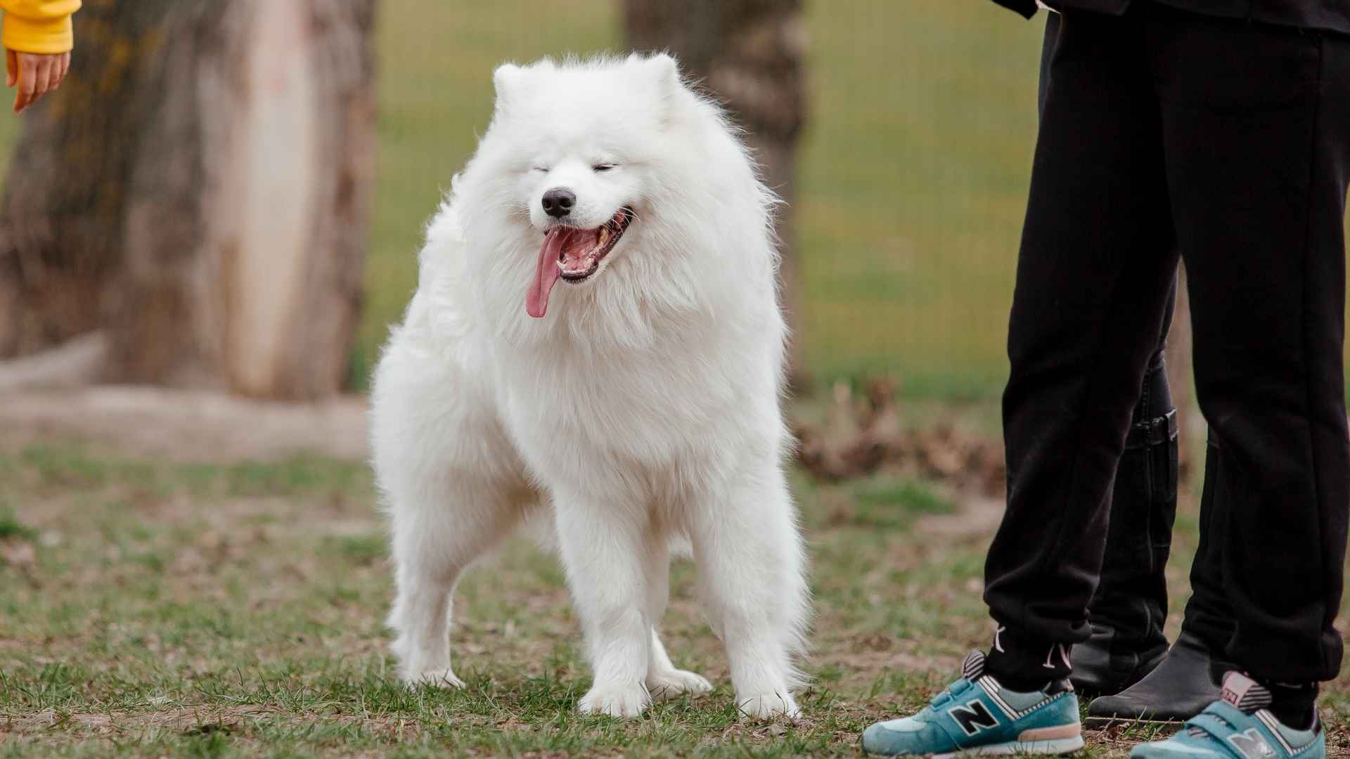 9 Dog Breeds That Are Furry Soulmates