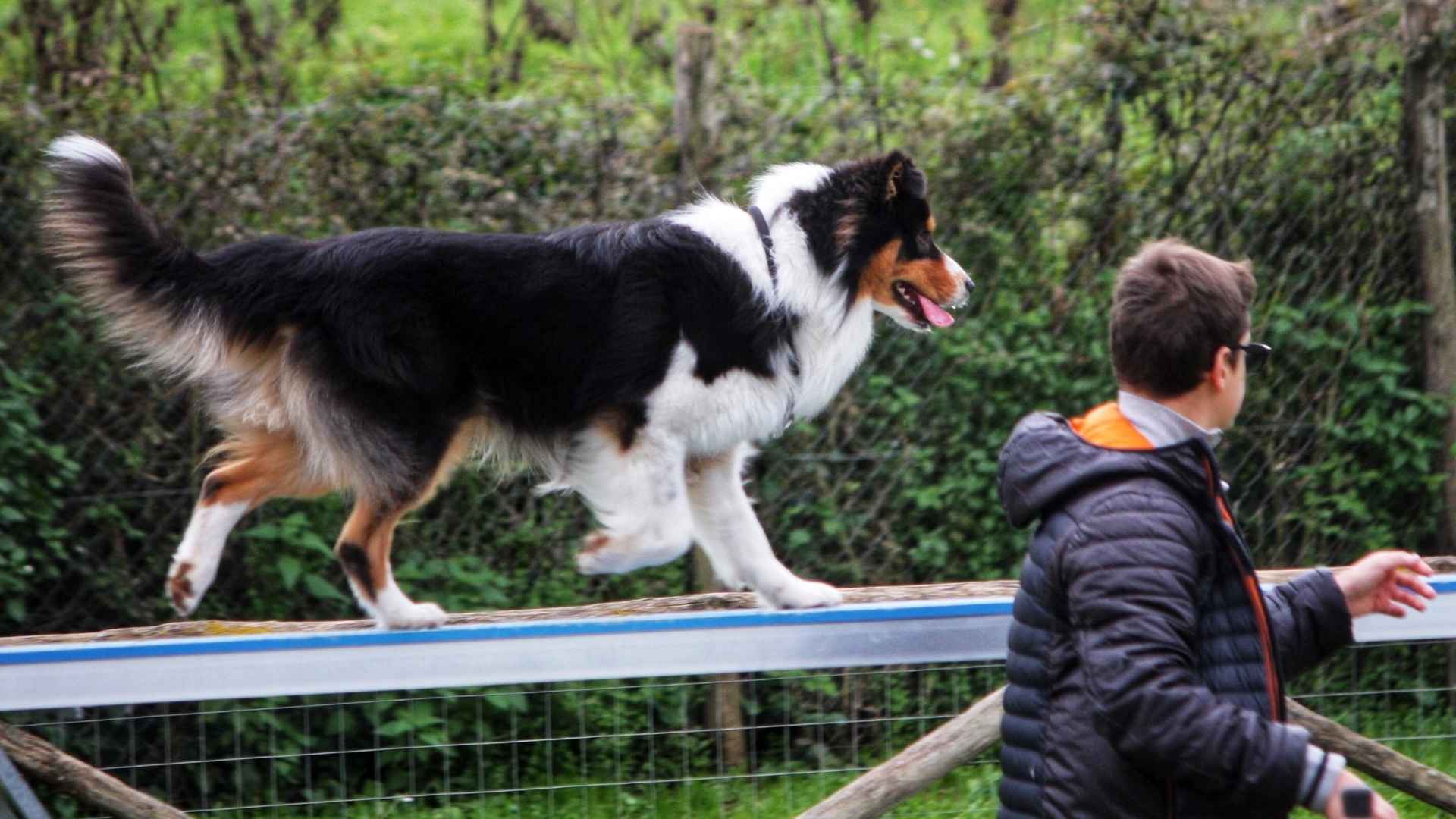 9 Dog Breeds That Are Impressively Quick Learners