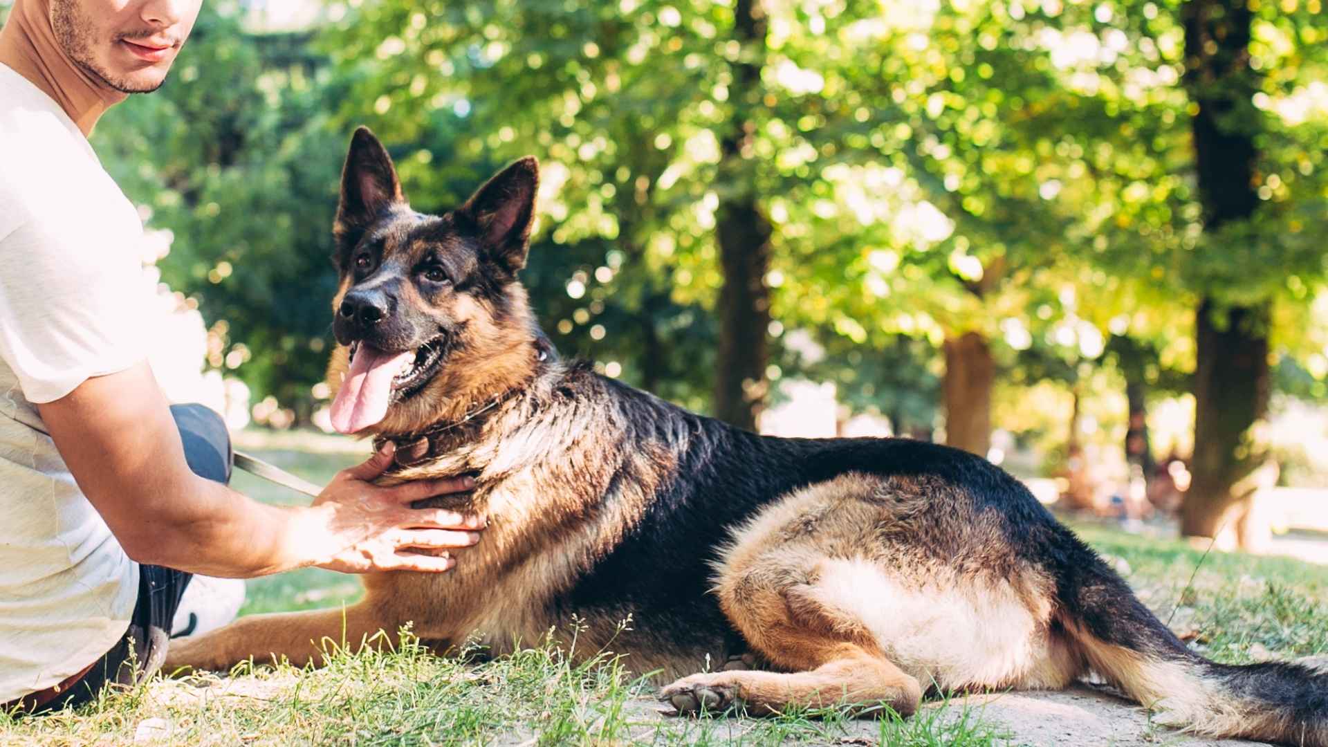9 Dog Breeds That Are Natural Caretakers and Watch Over Their Loved Ones