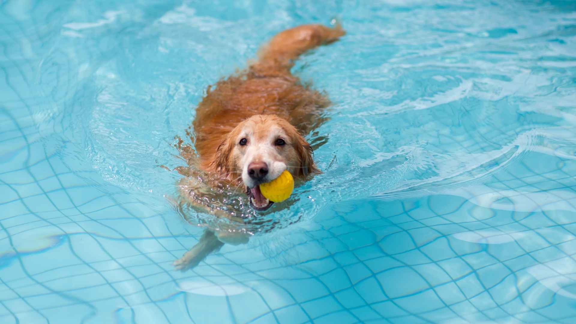9 Dog Breeds That Are Natural Water Lovers: The Incredible Swimmers