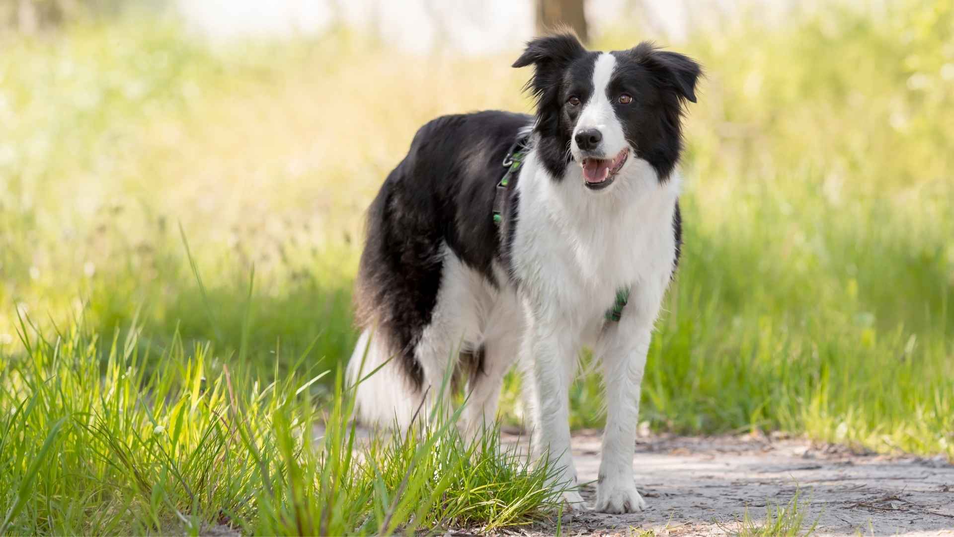 9 Dog Breeds That Are Smarter Than You Think