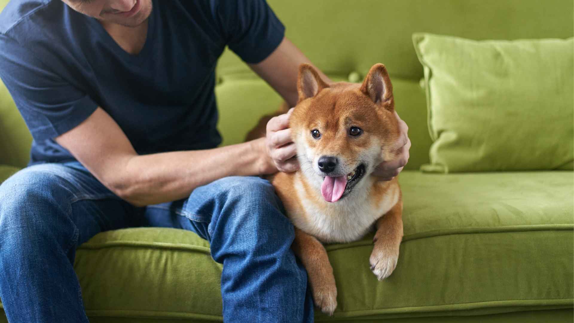 9 Dog Breeds That Are The Definition Of Loyalty