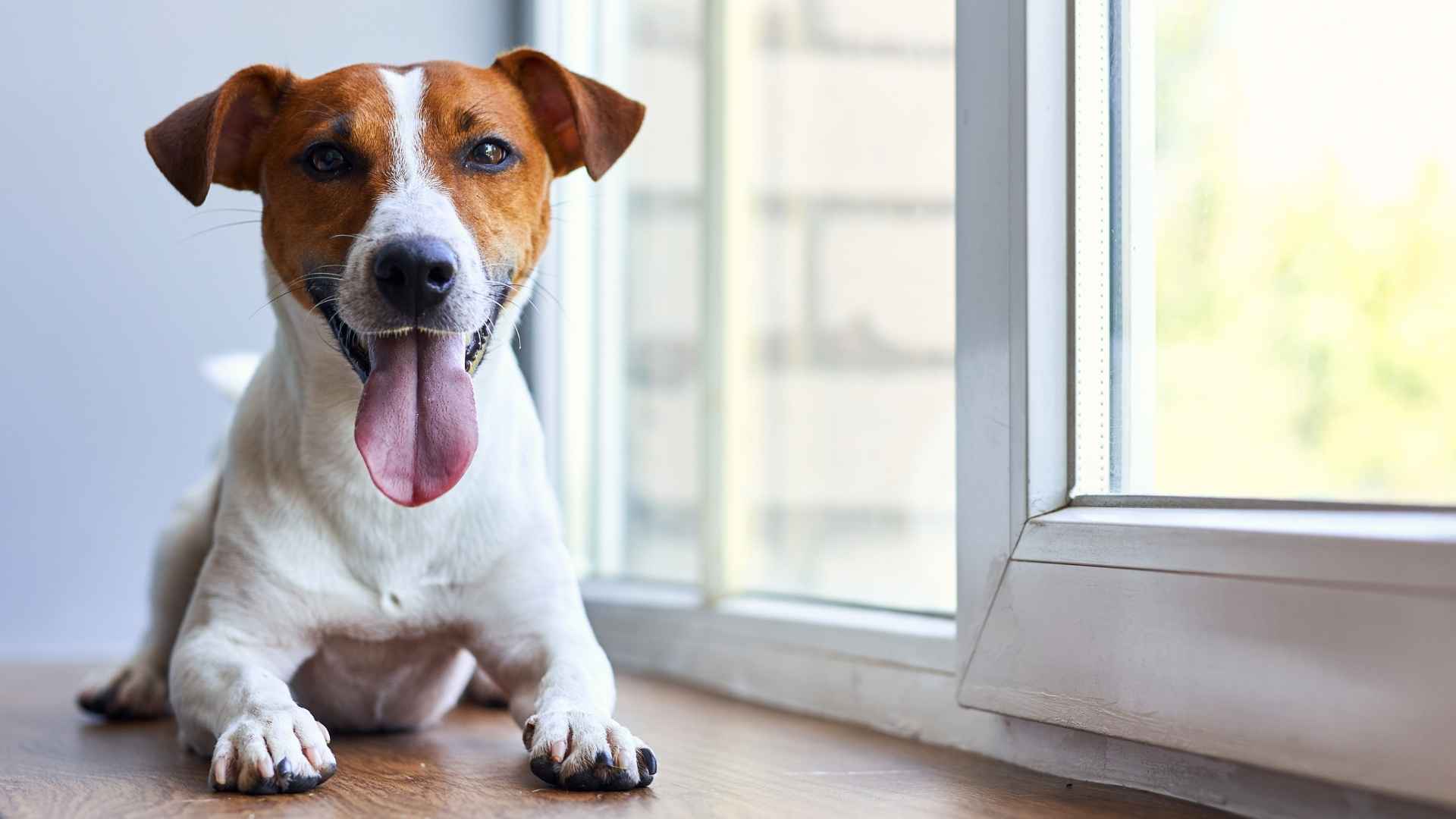 9 Dog Breeds That Bark Before Owners Even Knock Doors