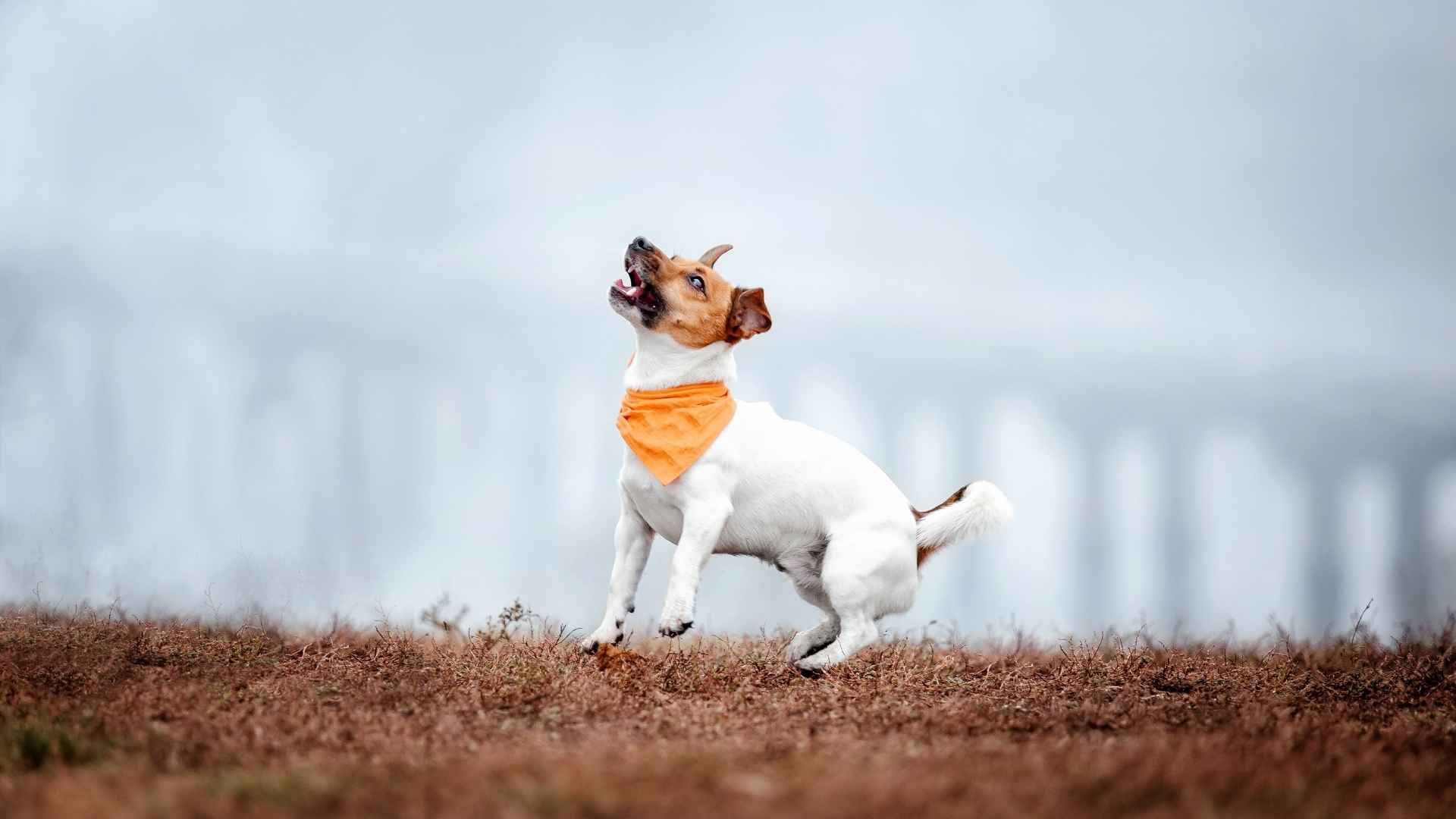 9 Dog Breeds That Bark Before Storms Begin