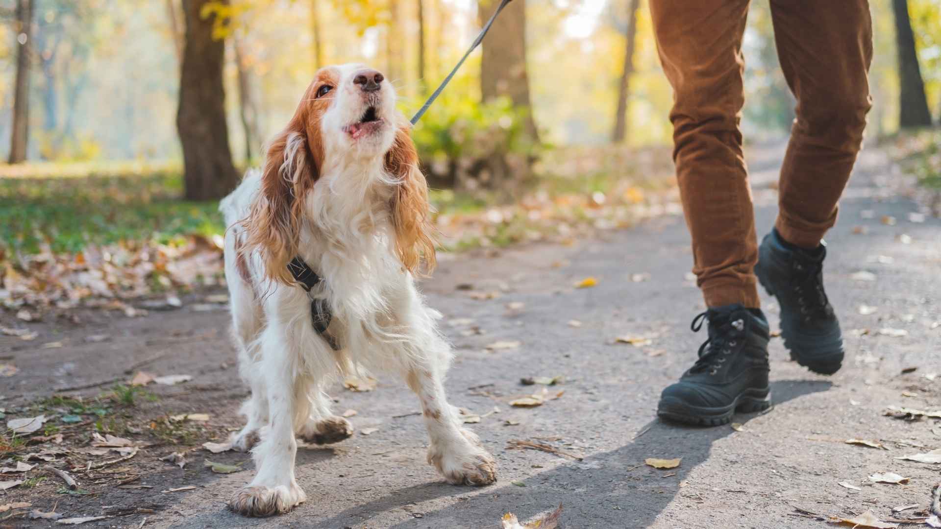 9 Dog Breeds That Bark Differently for Different People