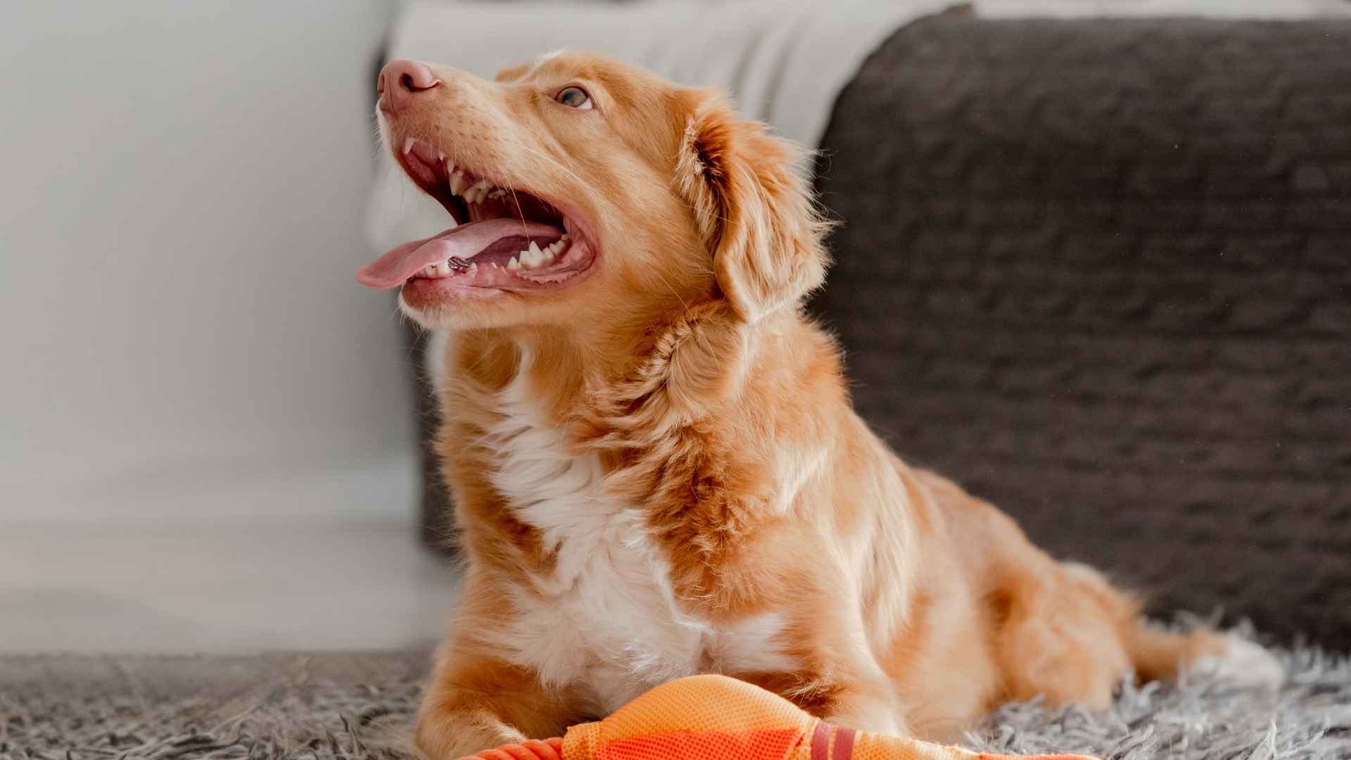 9 Dog Breeds That Bark When Their Toys Are Taken
