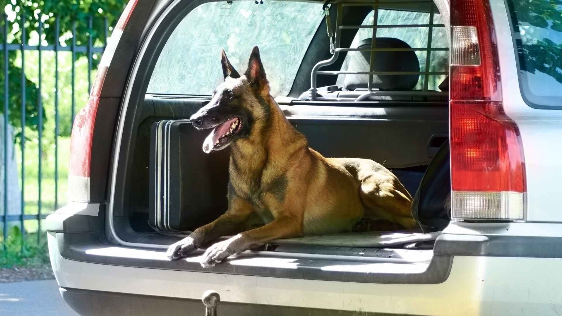 9 Dog Breeds That Block Strangers From Touching Cars