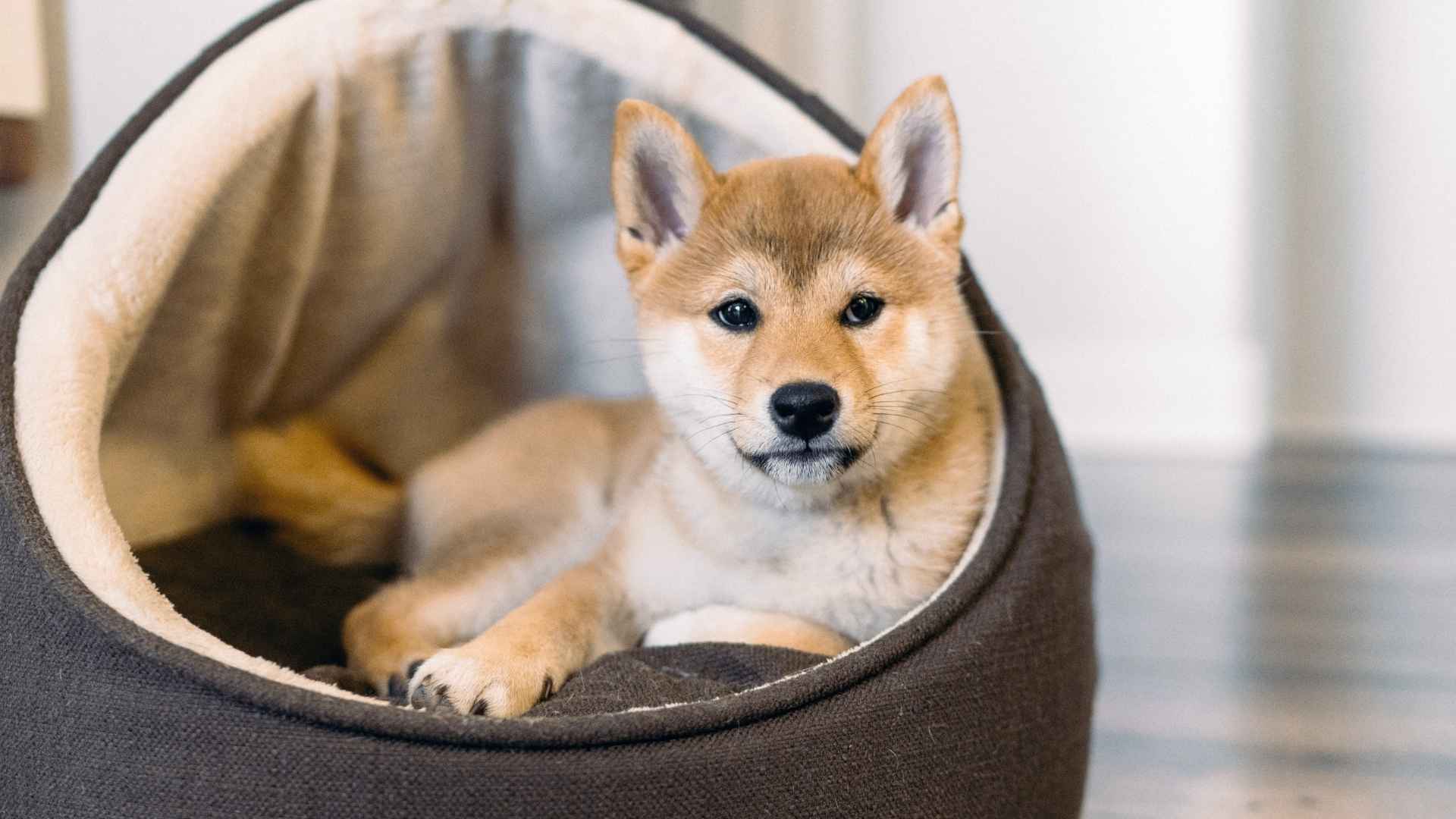 9 Dog Breeds That Can Be Left Alone For Few Hours Without Stress