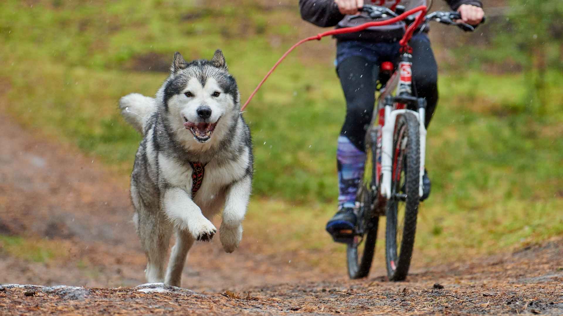 9 Dog Breeds That Can Keep Up With Cyclists with High Stamina & Energy