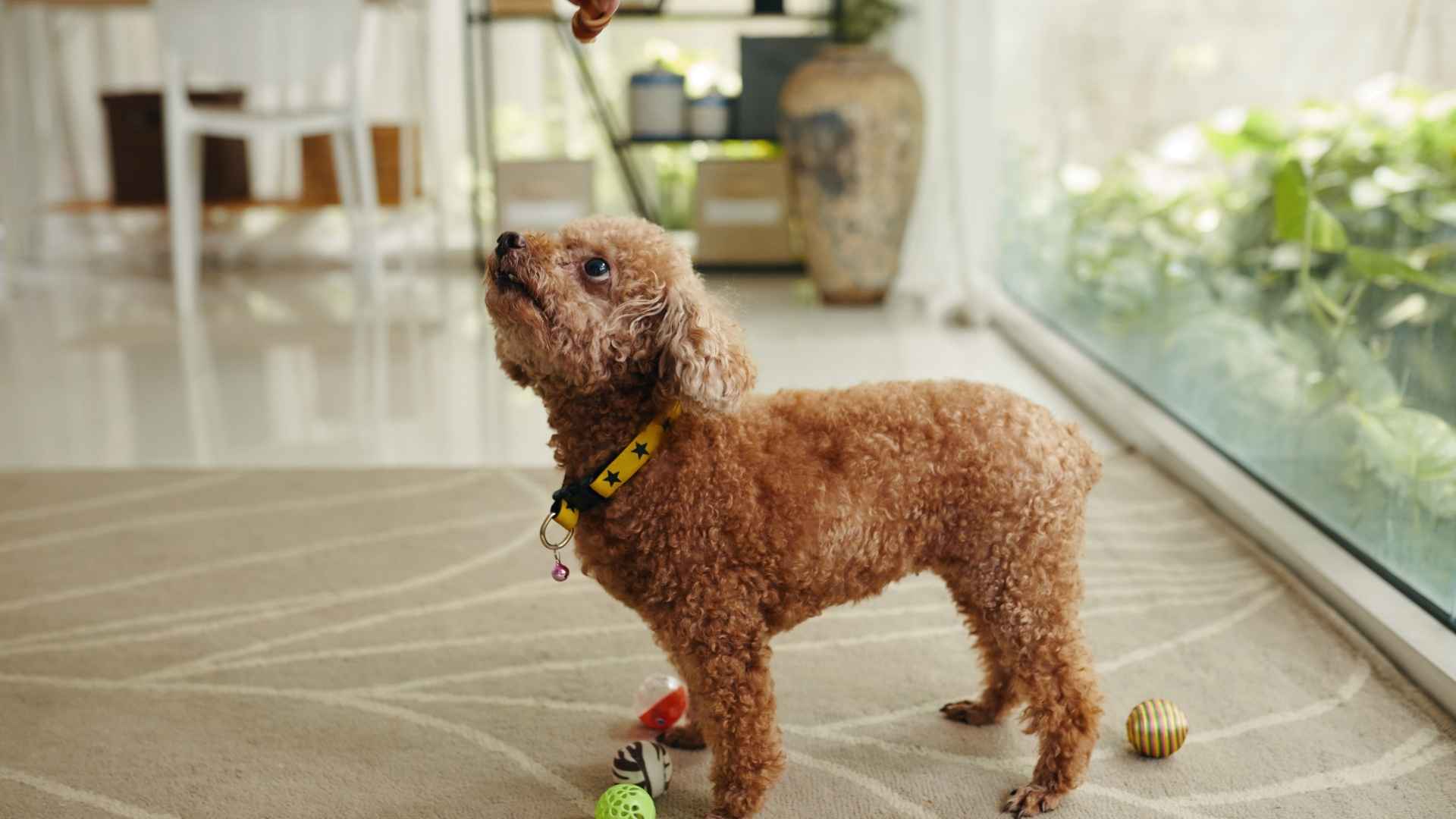 9 Dog Breeds That Can Match Toys by Color