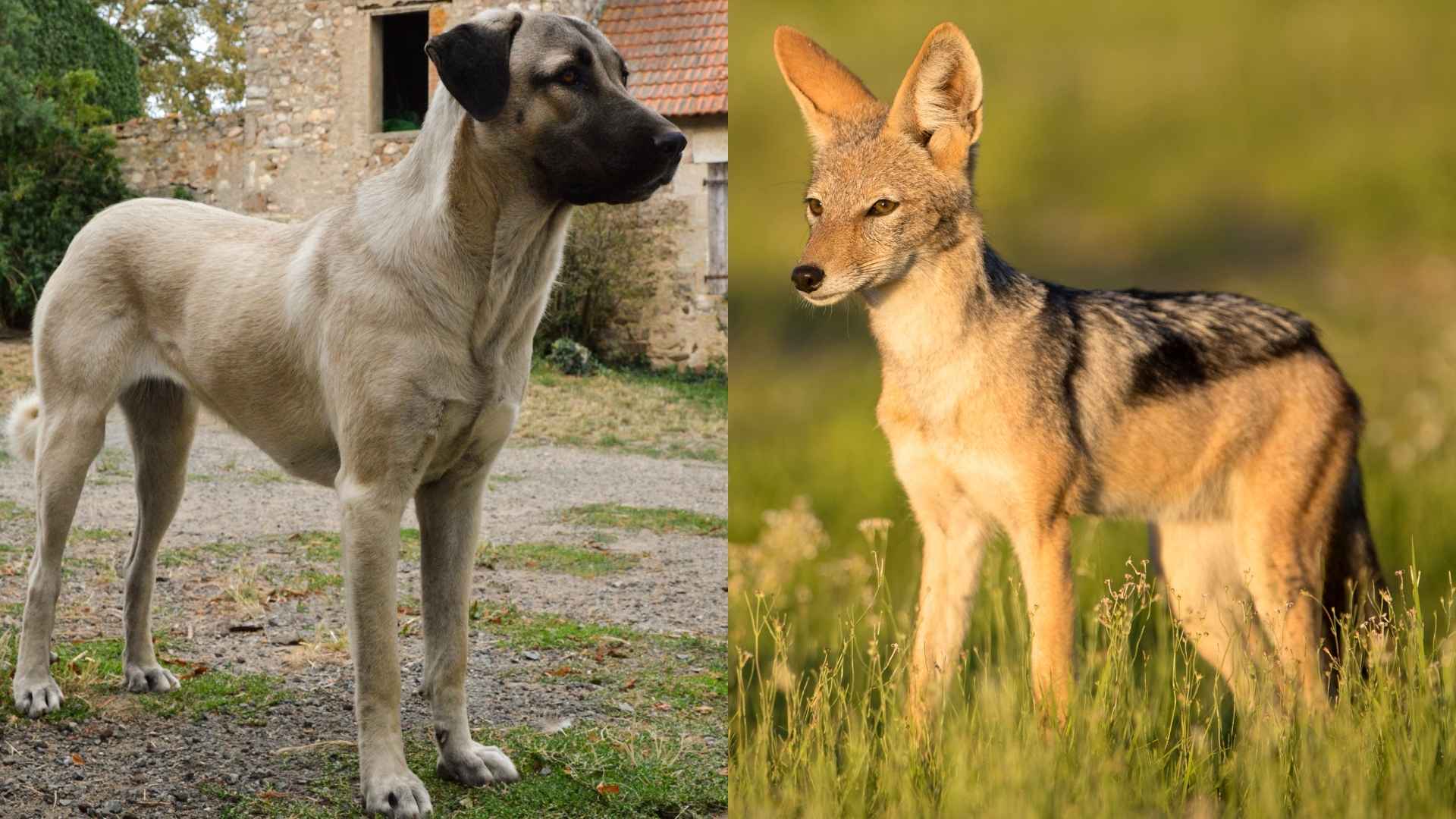 9 Dog Breeds That Chase Away Stray Jackals
