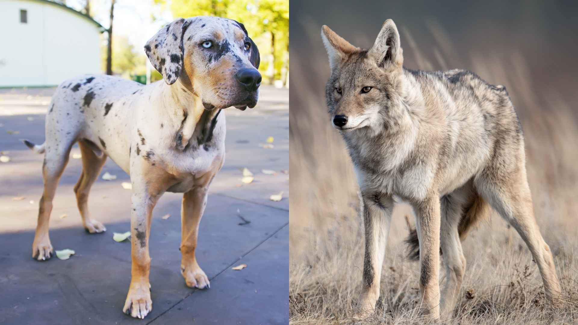 9 Dog Breeds That Chase Coyotes Fearlessly