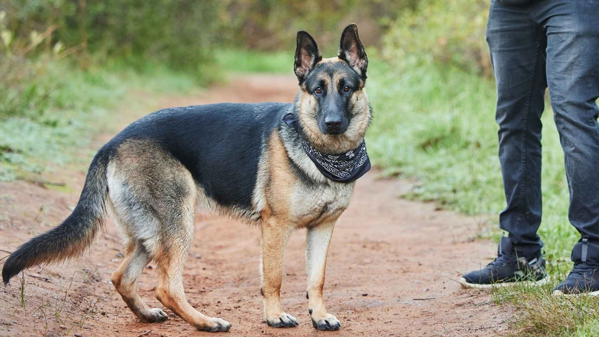 9 Dog Breeds That Circle Owners When Feeling Threats