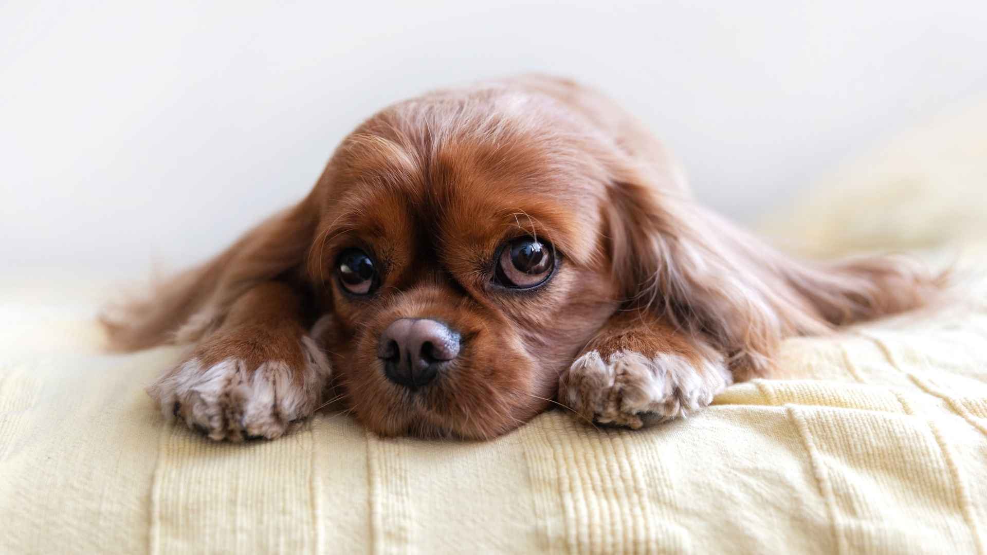 9 Dog Breeds That Cry Quietly When Left Alone