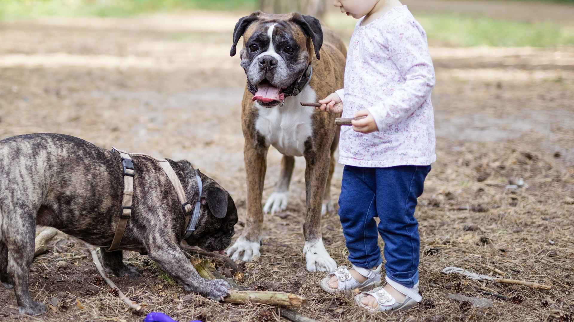 9 Dog Breeds That Defend Kids Against Aggressive Animals