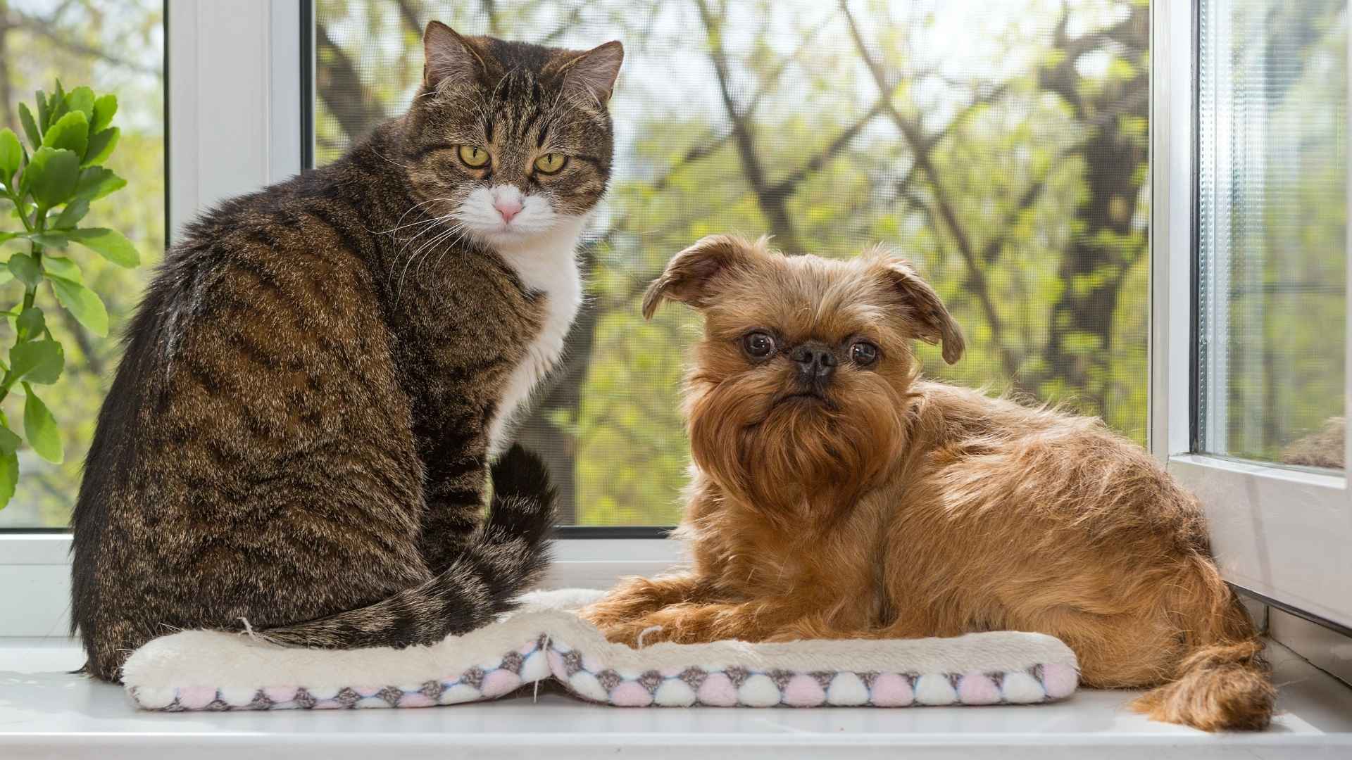 9 Dog Breeds That Do Well With Other Pets for Multi-Pet Households
