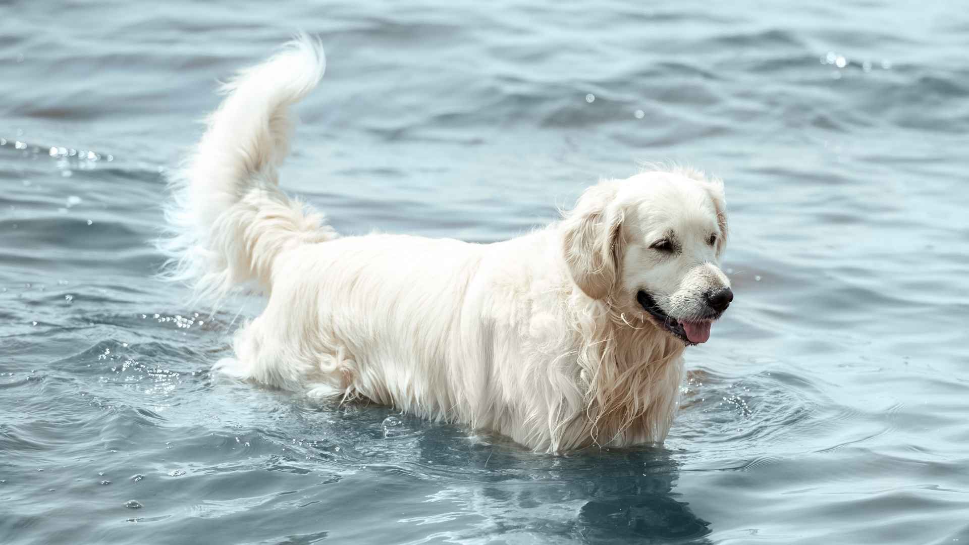 9 Dog Breeds That Enjoy Swimming and Love Water Activities