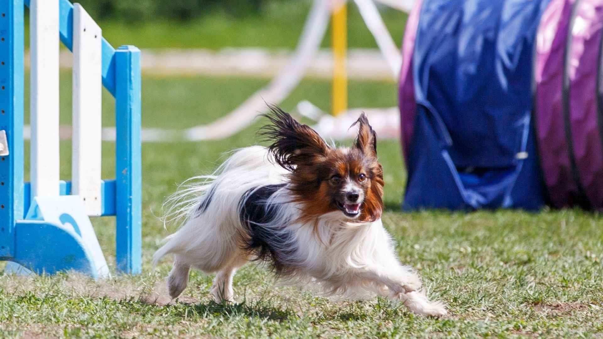 9 Dog Breeds That Excel At Agility Competitions: Speed, Smarts & Stamina