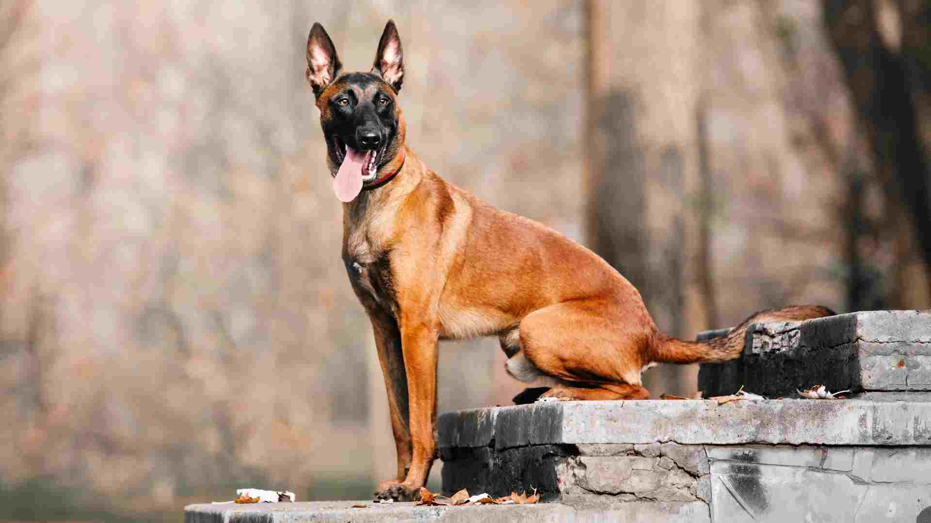 9 Dog Breeds That Excel At Guarding Property & Keeping You Safe