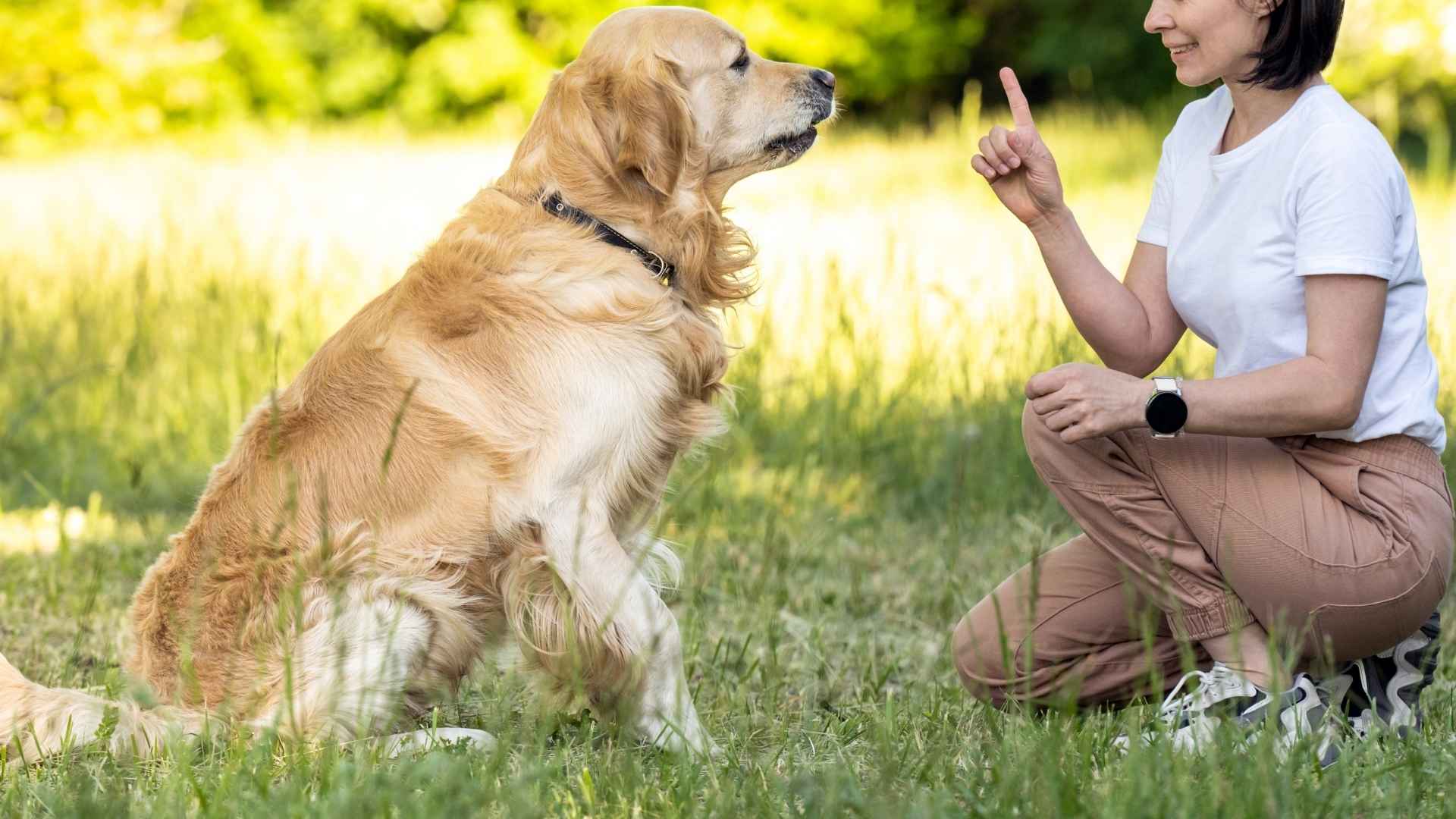 9 Dog Breeds That Excel At Learning Commands & Respond Well to Training