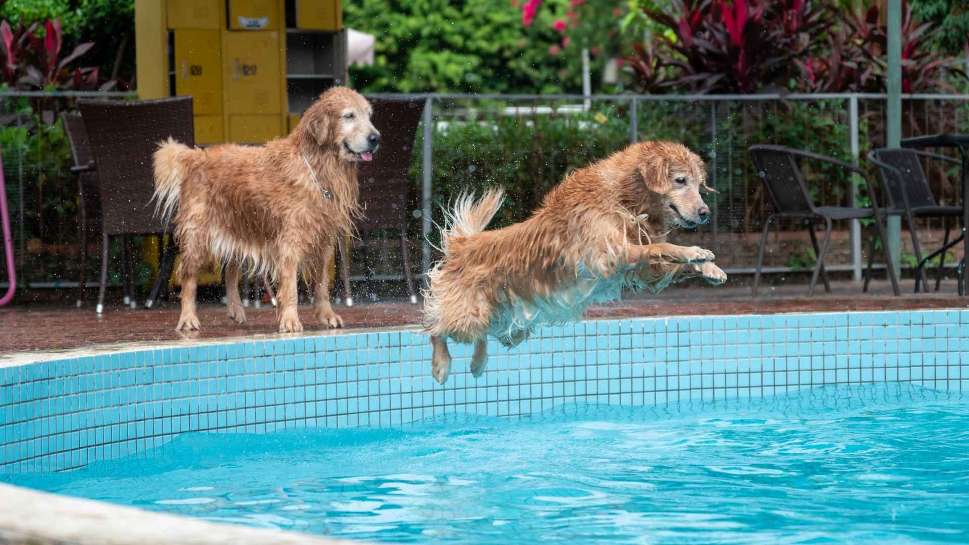 9 Dog Breeds That Excel at Dock Diving: Water-Loving Dogs