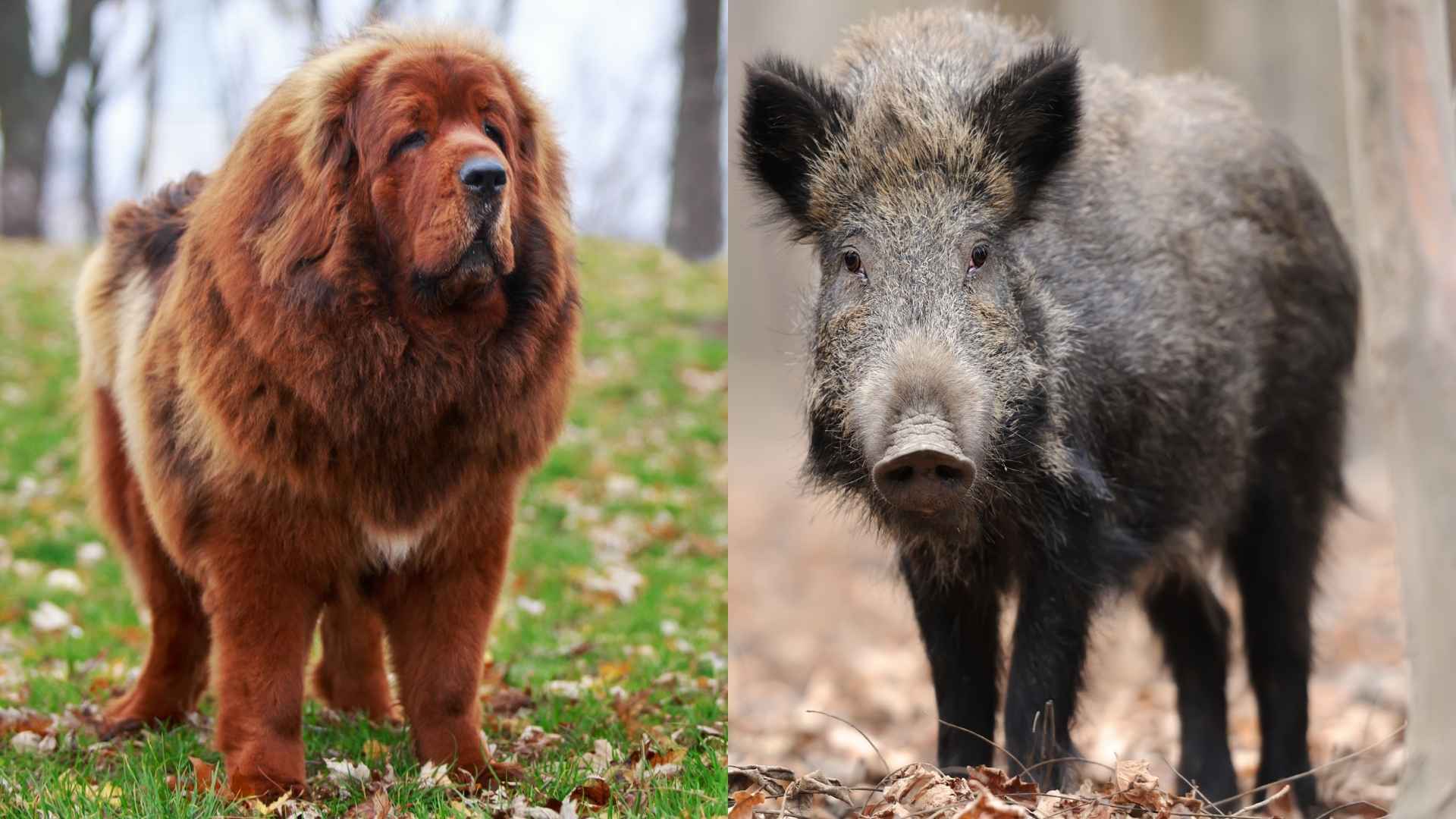 9 Dog Breeds That Face Wild Boars Without Fear