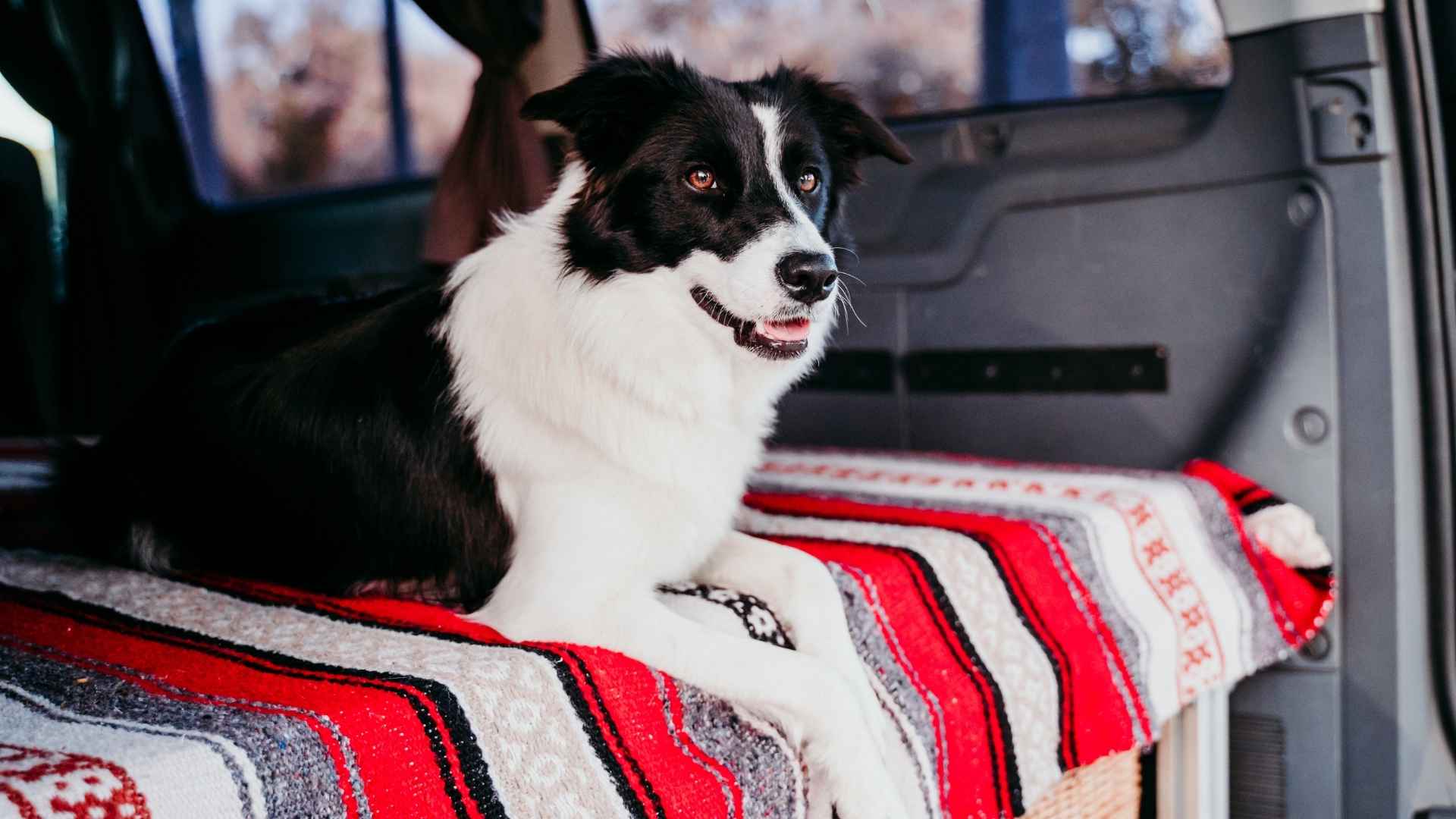 9 Dog Breeds That Fit In Camper Van Life Perfectly