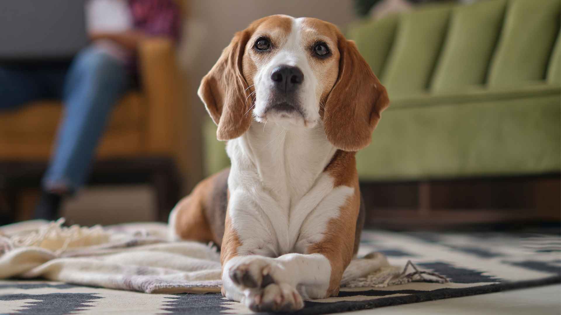 9 Dog Breeds That Fit Into Any Household No Matter Your Lifestyle