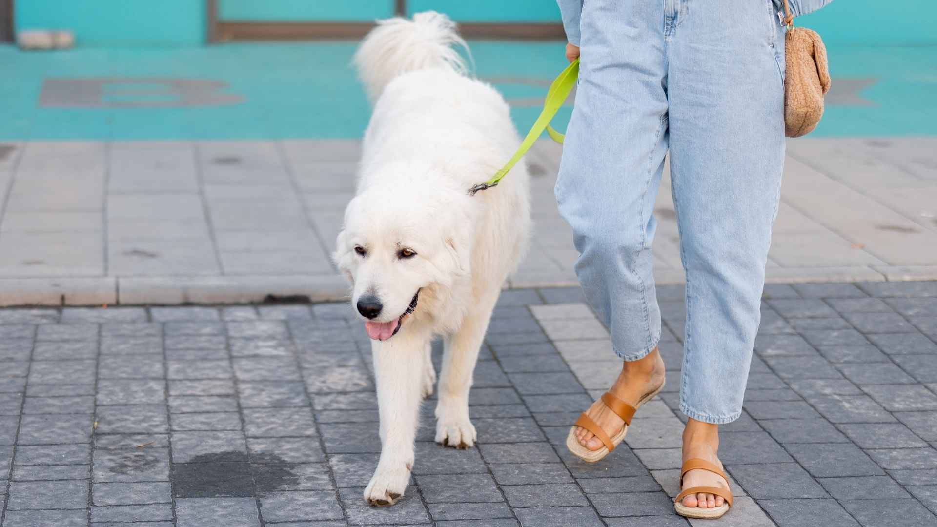 9 Dog Breeds That Follow Owners Like Shadows