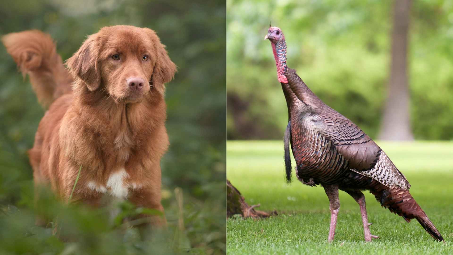 9 Dog Breeds That Follow Wild Turkey Trails