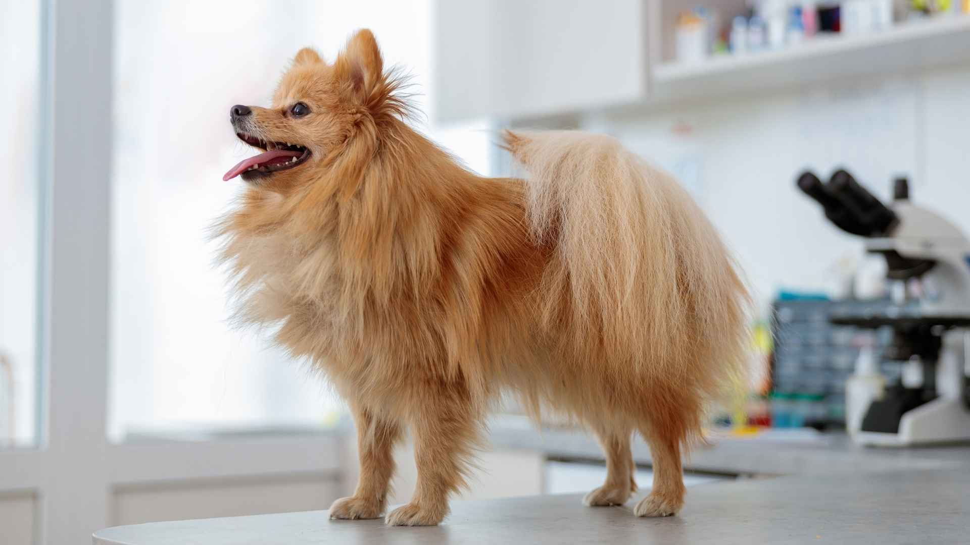 9 Dog Breeds That Growl Lovingly When Petted