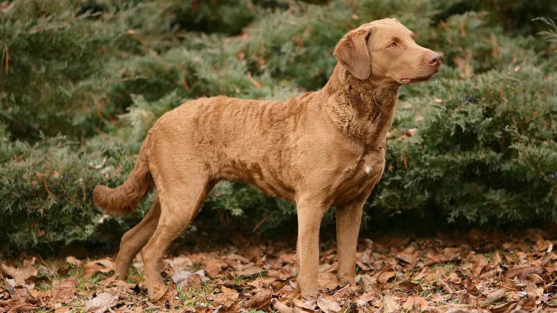 9 Dog Breeds That Help Scientists Track Wildlife For Conservation Work