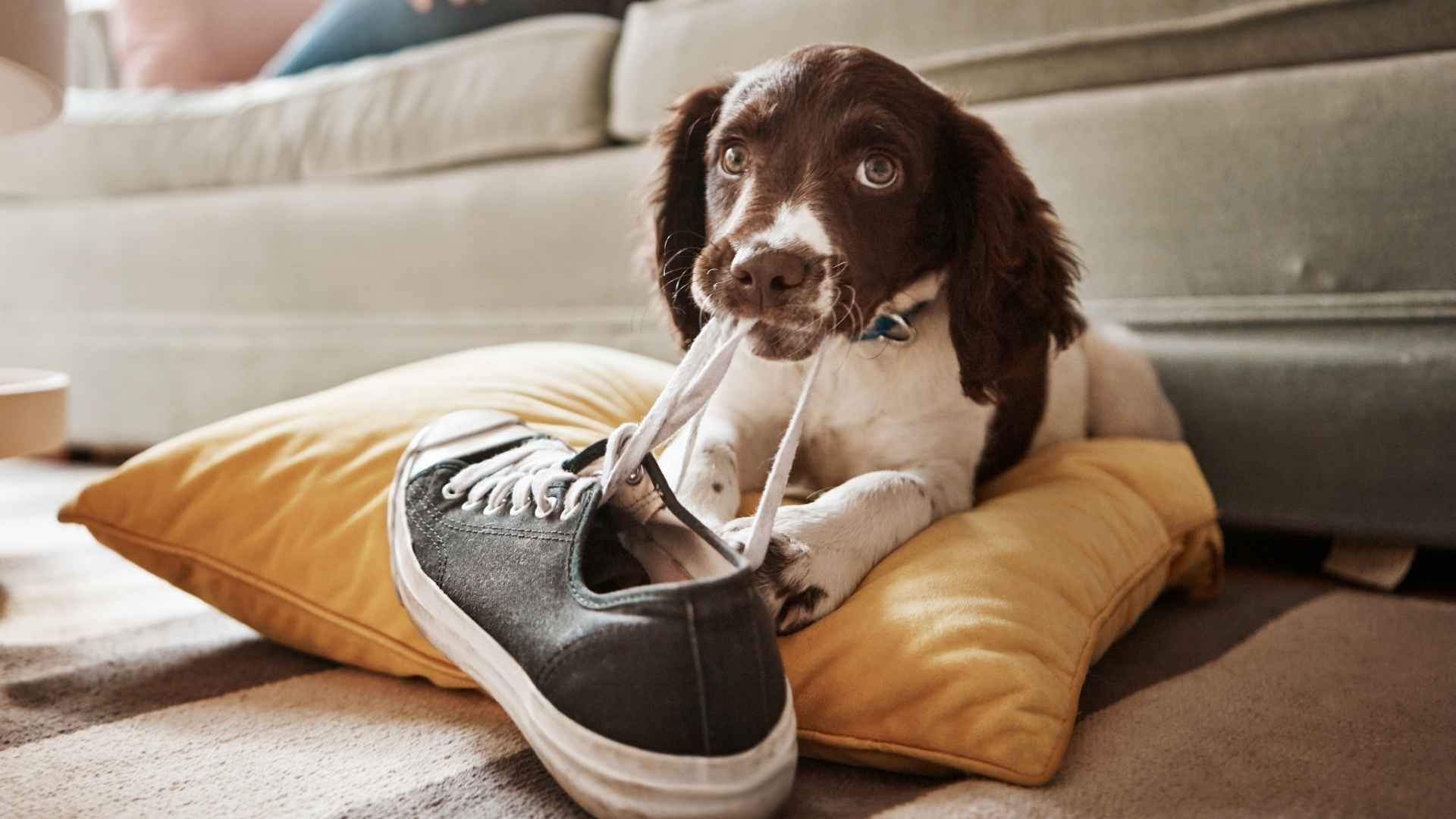9 Dog Breeds That Hide Treats In Shoes